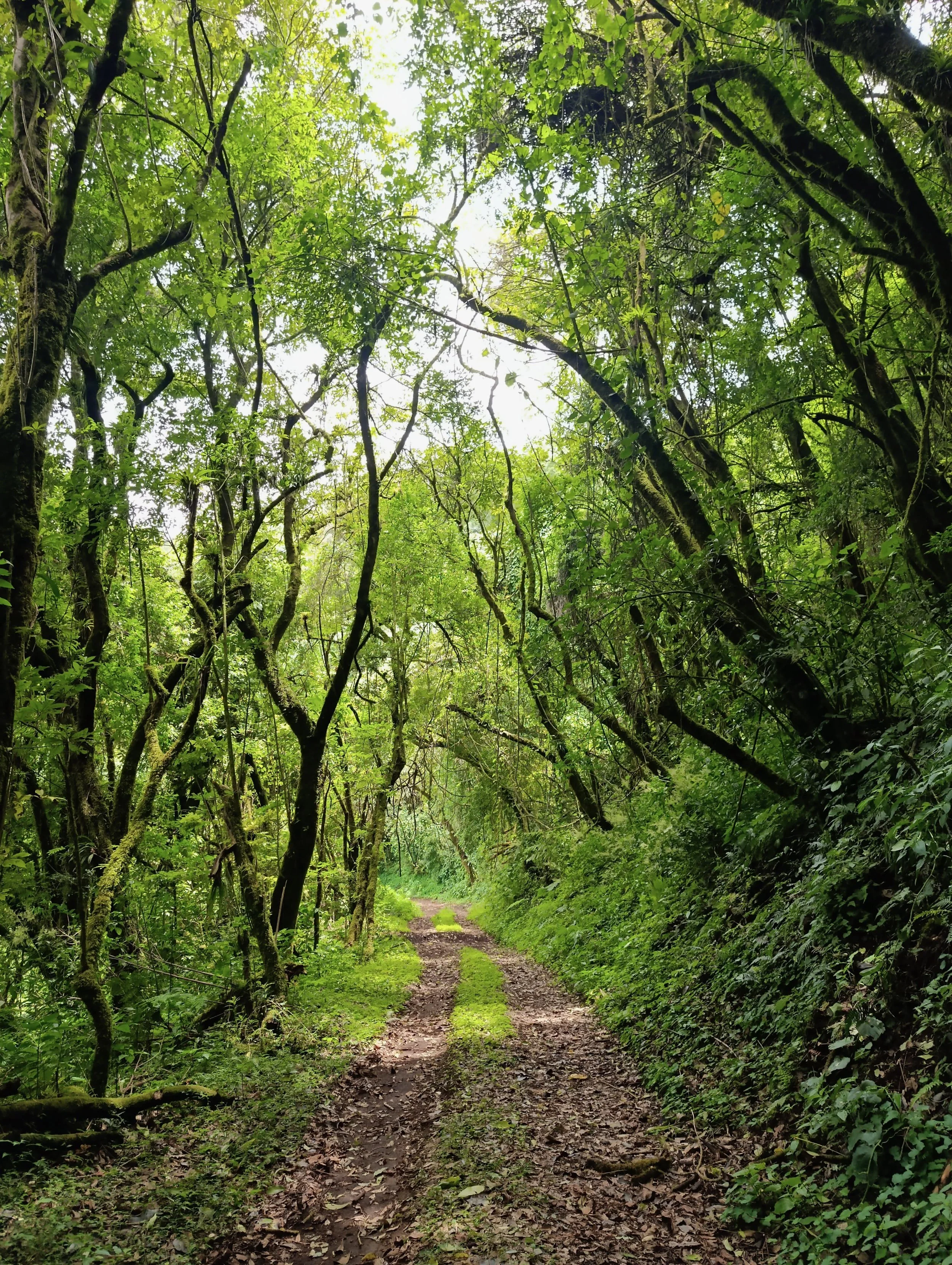 Ilamatepec_ruta_los_naranjosjpeg (1).jpeg