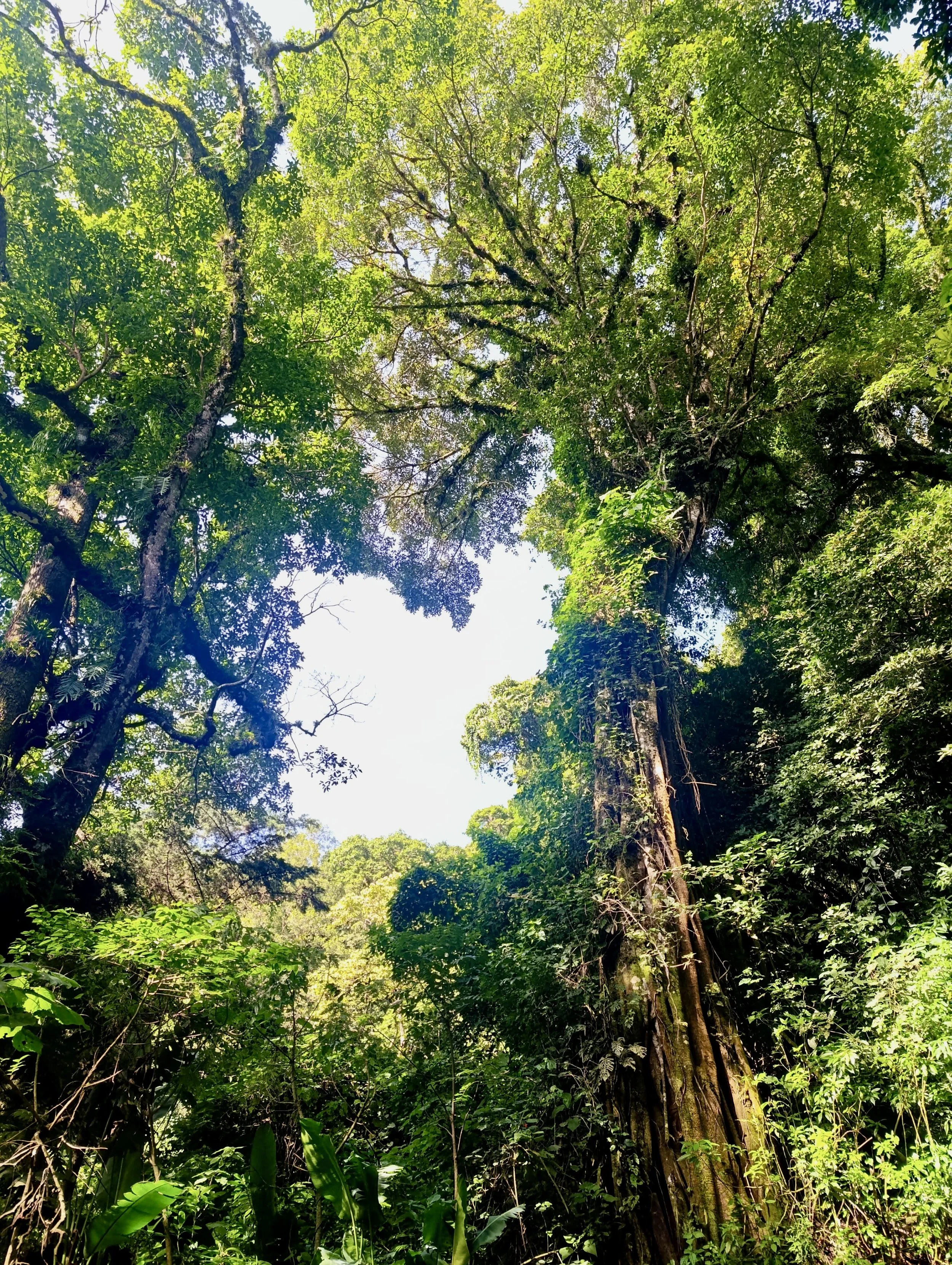 Ilamatepec_ruta_los_naranjosjpeg2 (1).jpeg