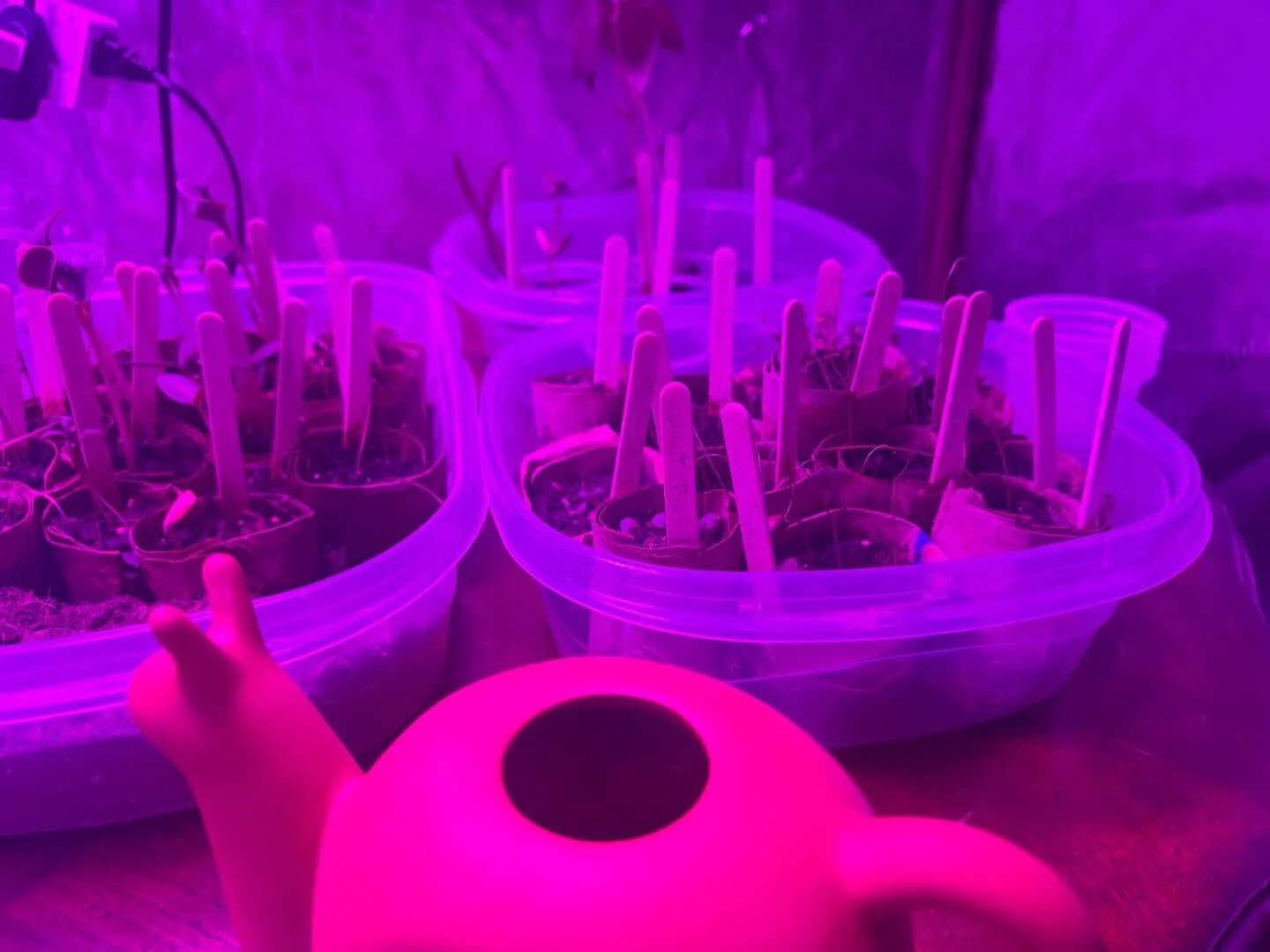 Sprouts are popping up 🌱 

Our food commons project is really taking off and we are so grateful for all of support we&rsquo;ve received! We are working on putting together a Q&amp;A regarding our long term planning for Garnet Villages, so if you hav