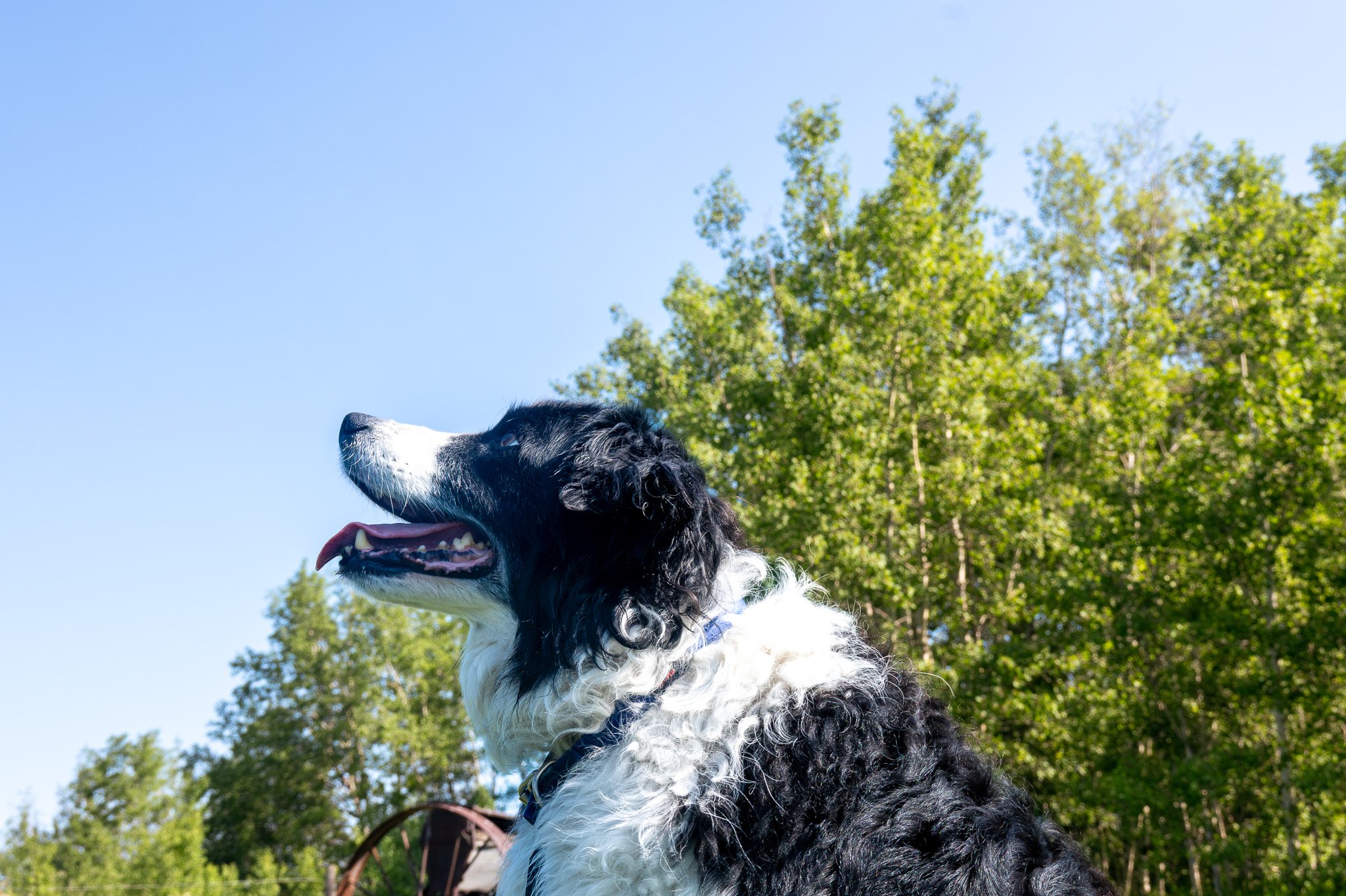 DSC_3539-Enhanced-NR.jpg