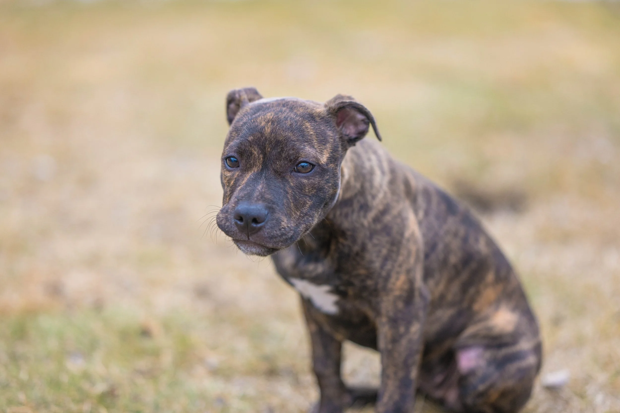 Brindle puppy sitting on grass