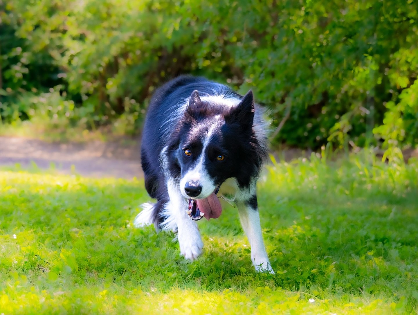 Heidi is ready for a summer run!