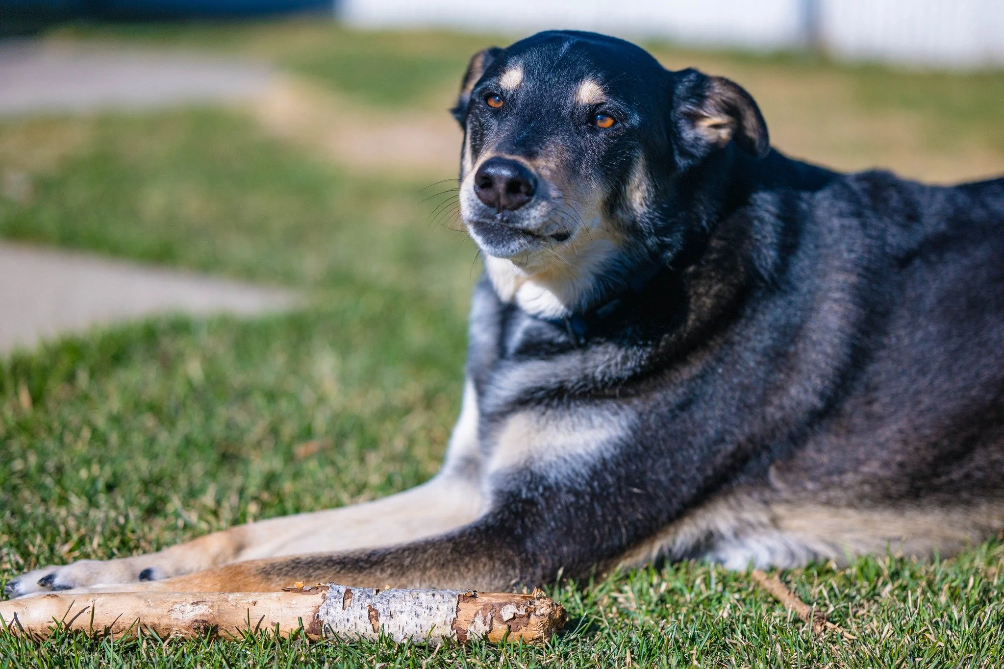 &quot;You were my favourite hello, and my hardest goodbye.&rdquo;
When the time comes to say goodbye to a beloved companion, we are here to gently photograph the love you&rsquo;ve shared &mdash; with tenderness, respect, and care.
Toes and Beans Phot