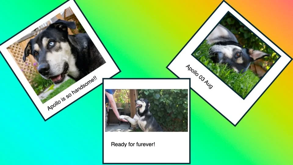 Apollo is ready to adopt from SCARS!  Go to www.scarscare.ca to adopt gorgeous Apollo today!  Toes and Beans Photography provides a 10% discount in sessions for anyone who adopts a pet. Comment below if you rescued your best friend! #adoptdontshop #t