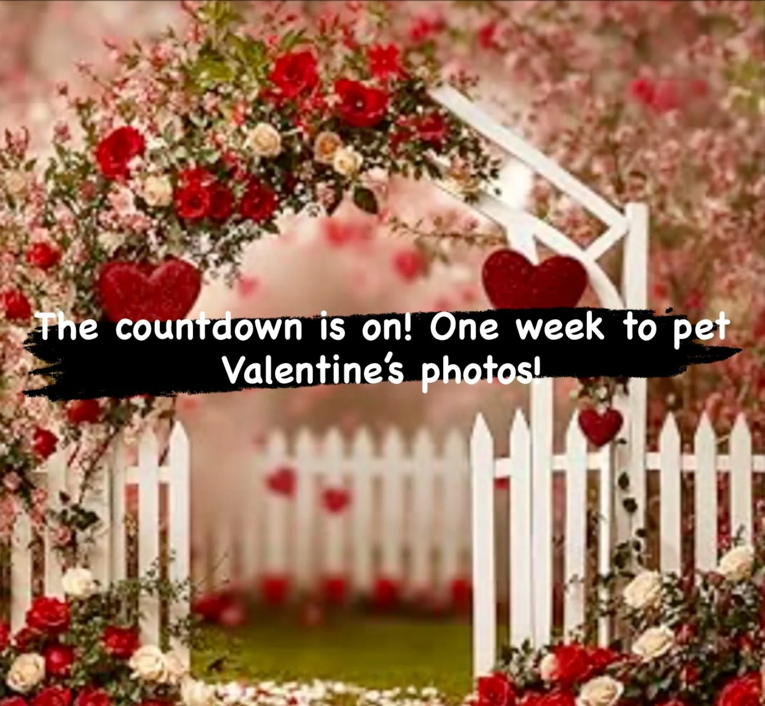 Can&rsquo;t you just see your pet Valentine here?
Jan 24 tickets Bone &amp; Biscuit Heritage Valley: https://www.eventbrite.com/e/1979829582577?aff=oddtdtcreator
Jan 31 tickets Bone &amp; Biscuit Edmonton Keswick: https://www.eventbrite.com/e/1979830