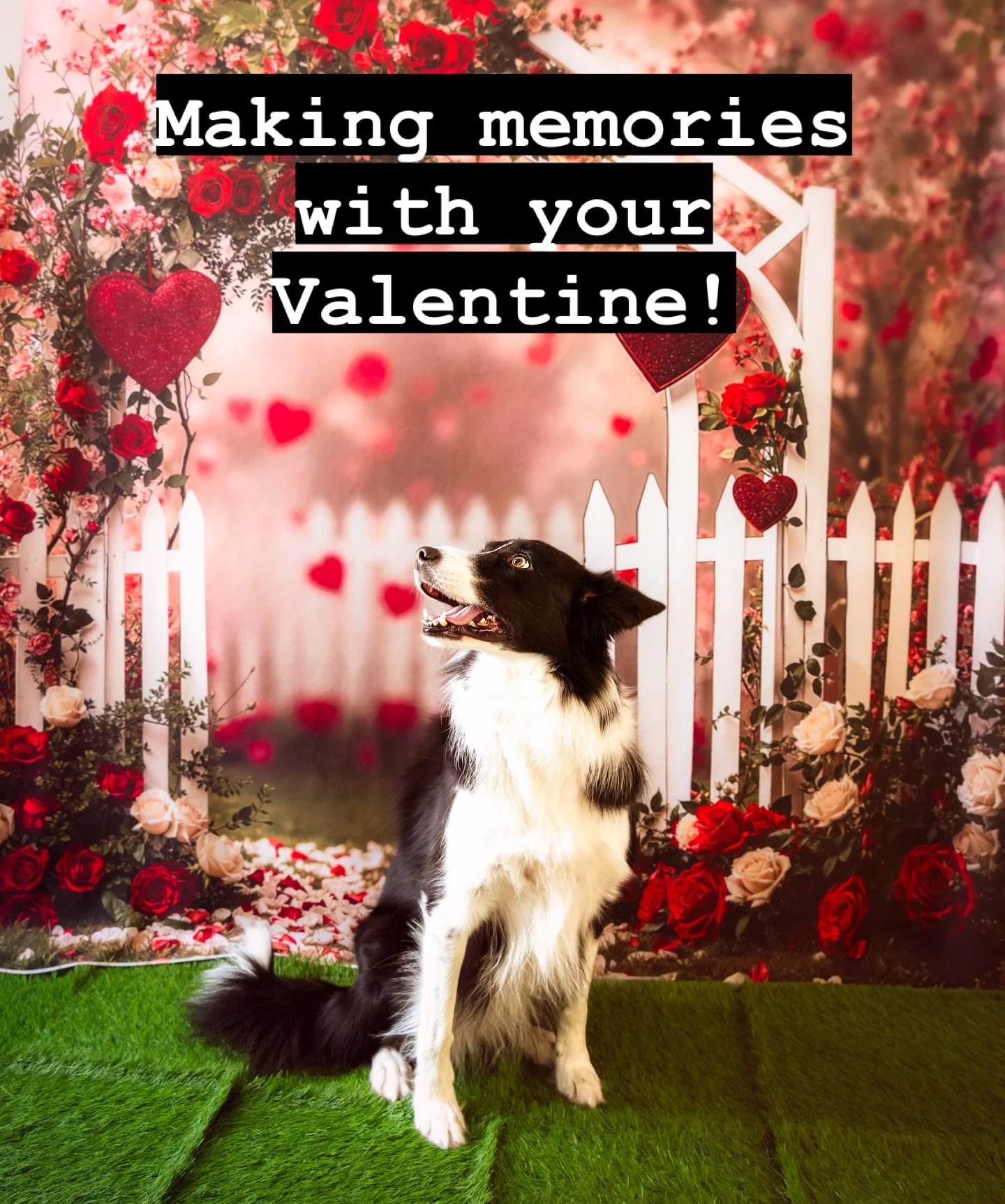 What holidays or themes would you like to have as photos? Book your Valentine&rsquo;s Day photos today!  Links in bio!