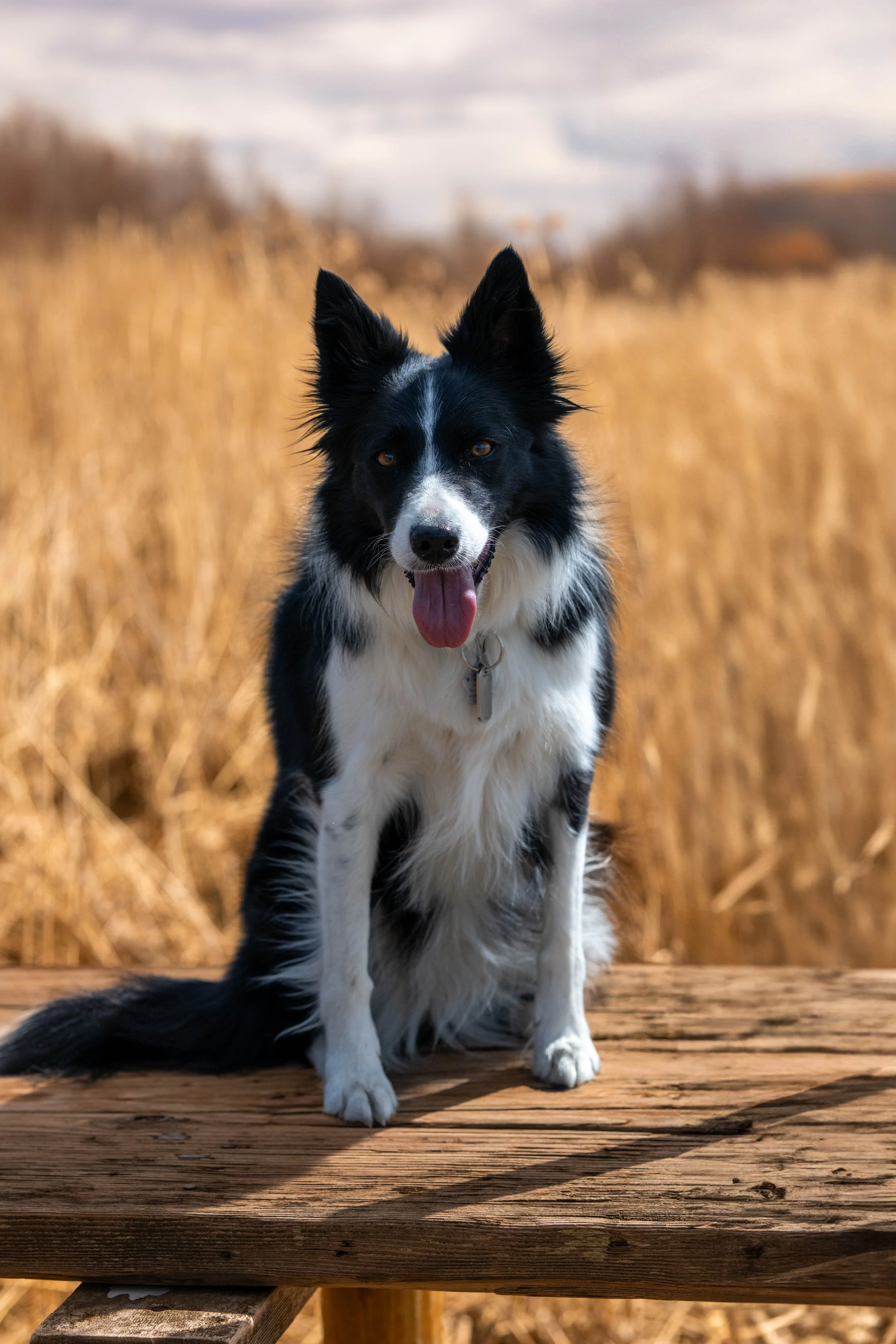 Border Collie sitting on wooden bench outdoors