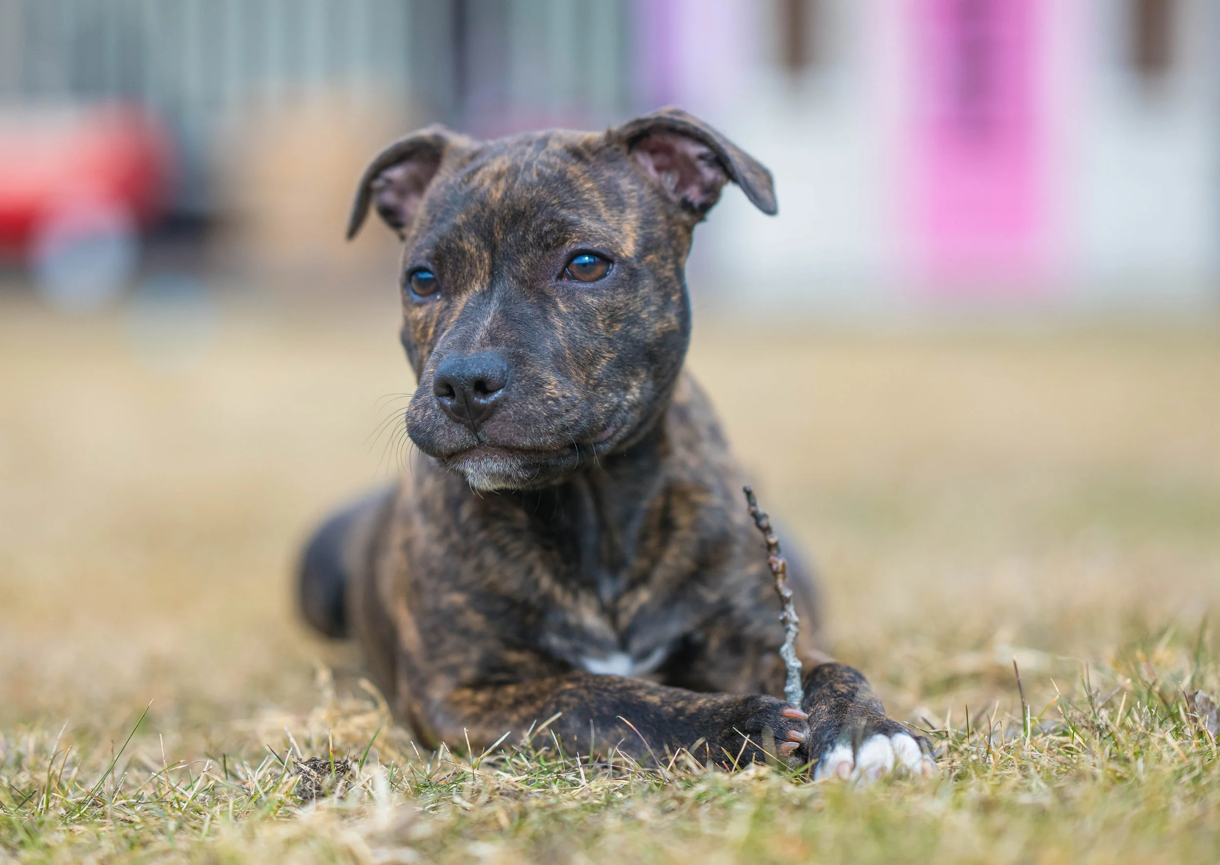 Brindle puppy lying on grass with a small stick.