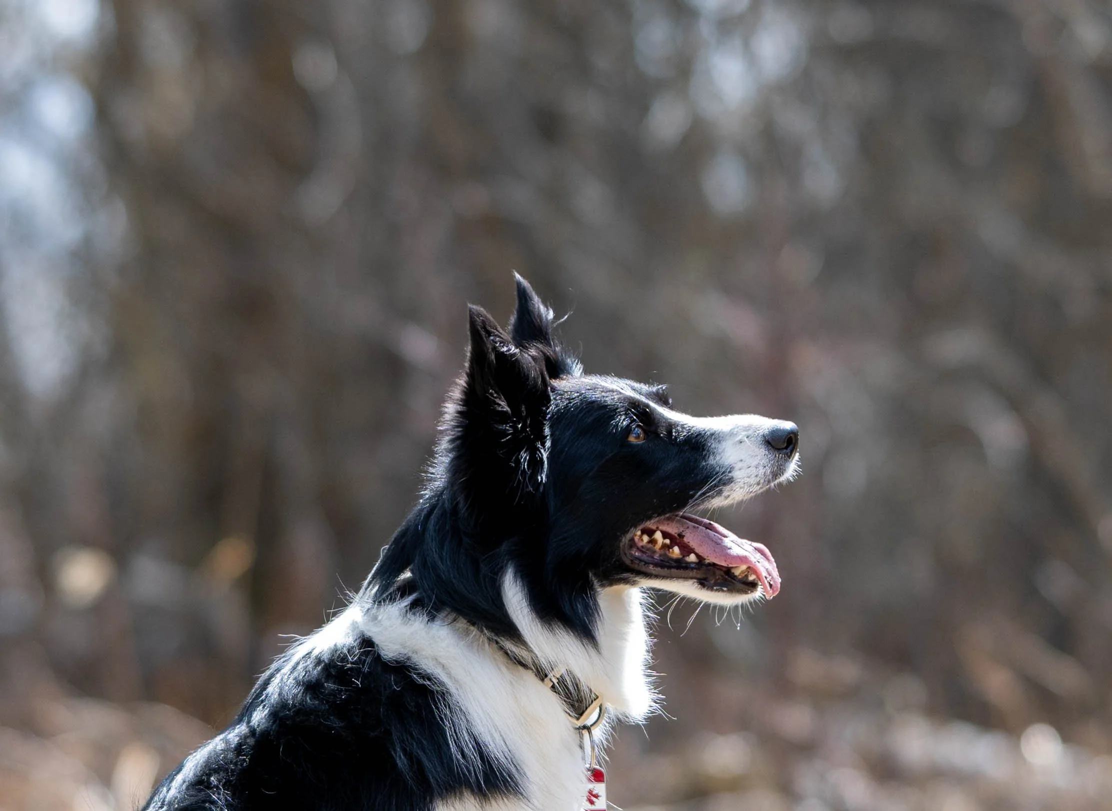 Side profile of a black and white dog with mouth open and tongue out in an outdoor setting.