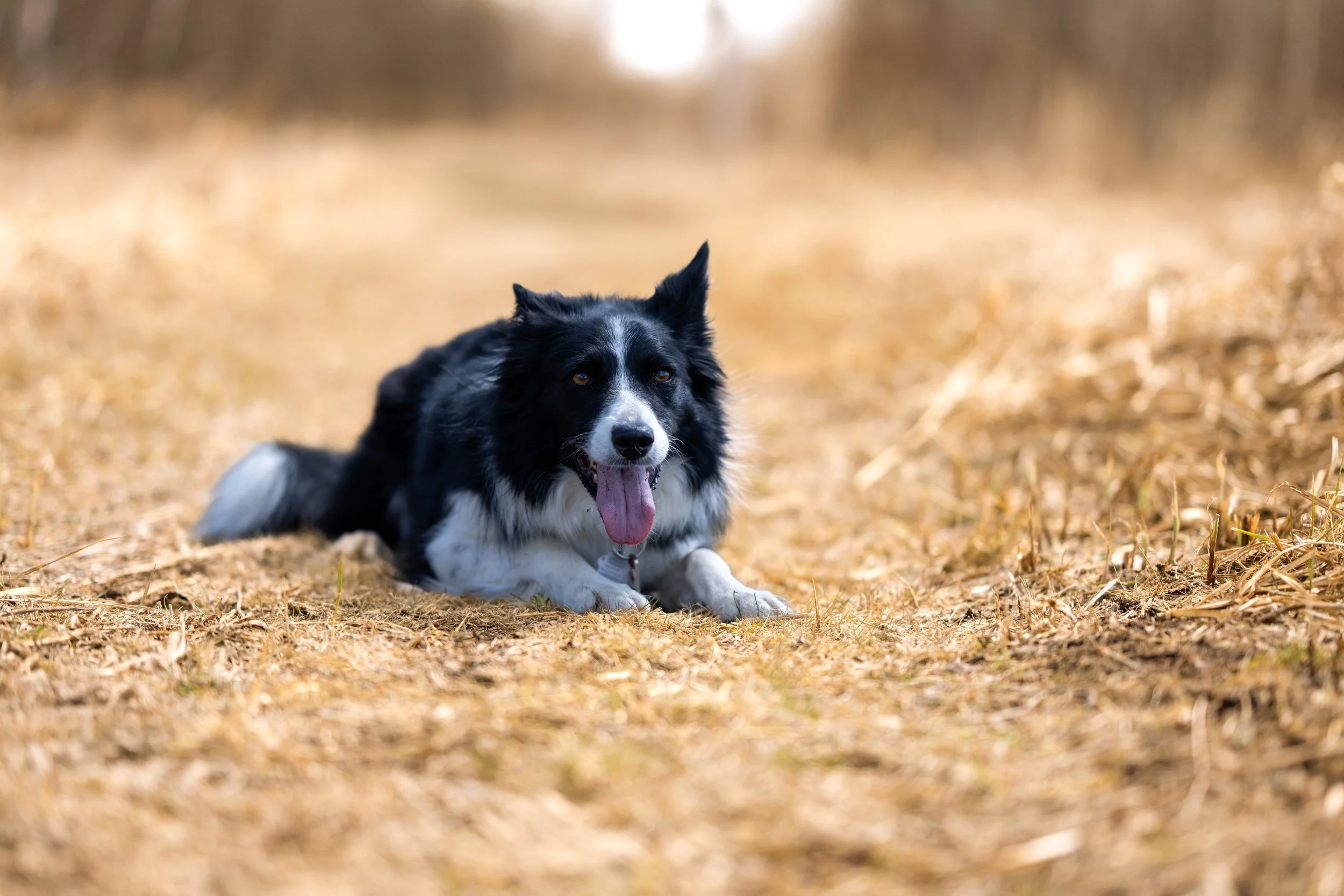 Border Collie lying in a dry grassy field with its tongue out.