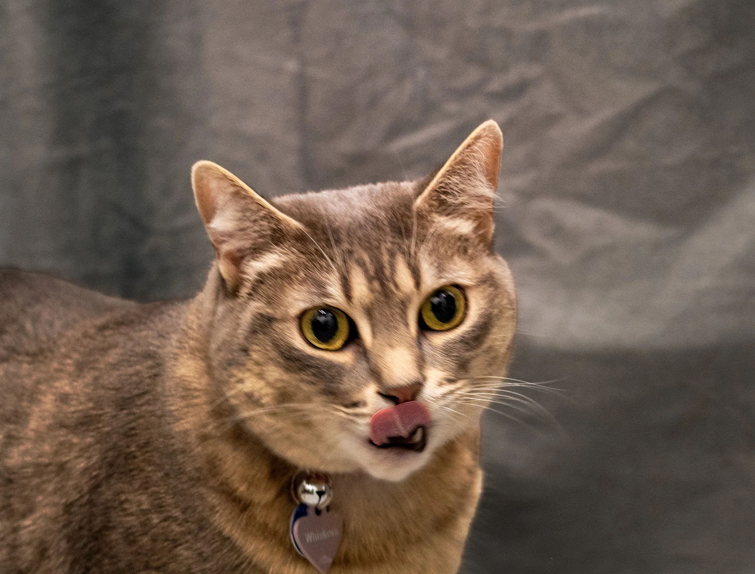 Whiskers close up.jpg