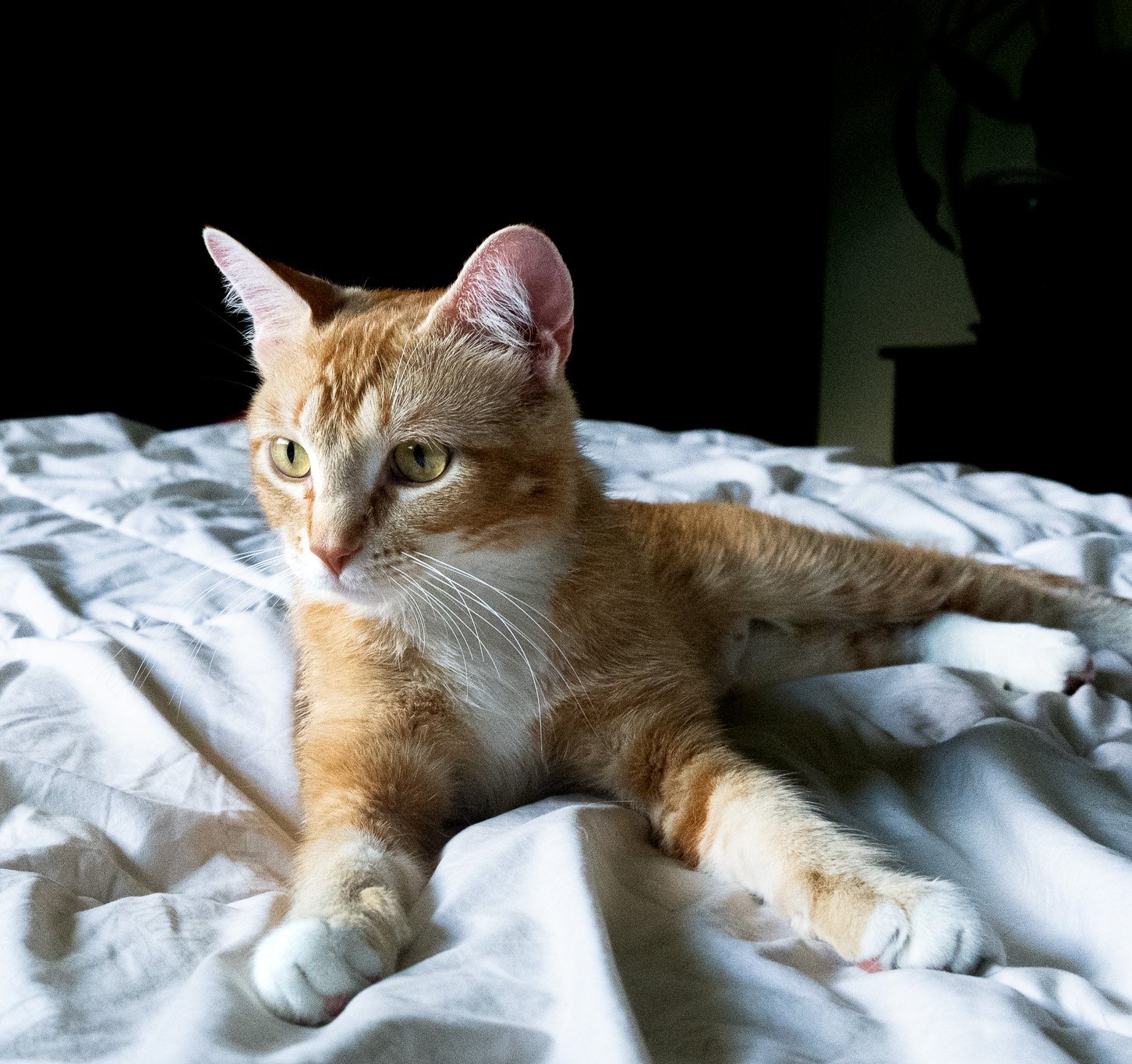 DSC_8241.jpg