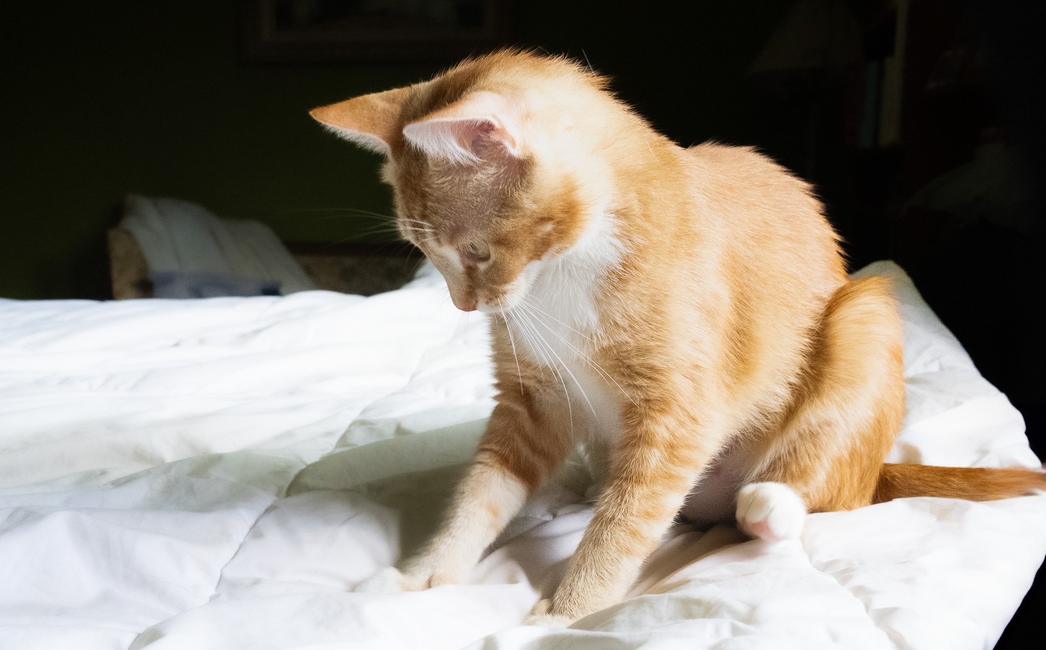 DSC_8018.jpg