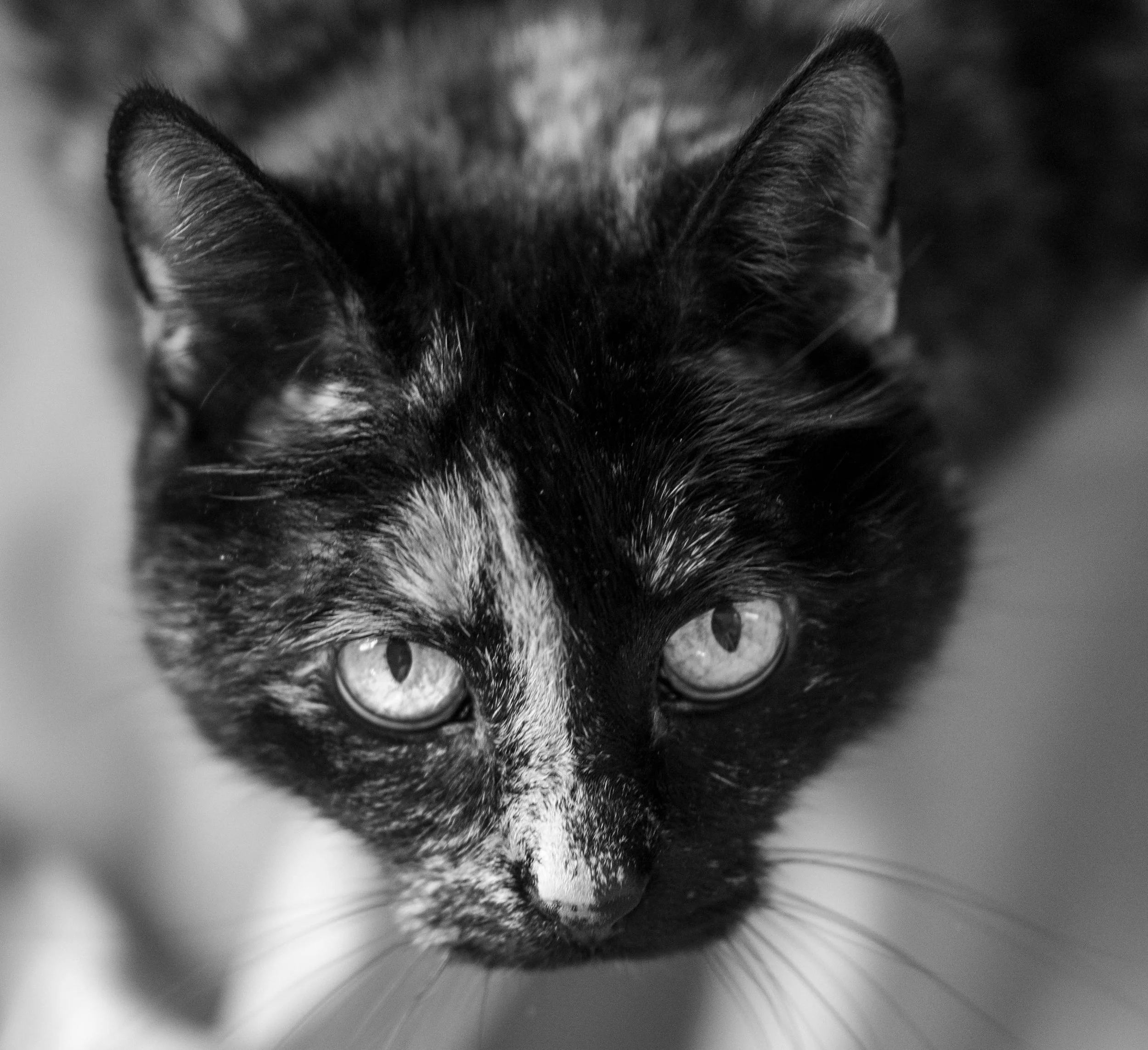 Close-up of a black and white cat's face with bright eyes