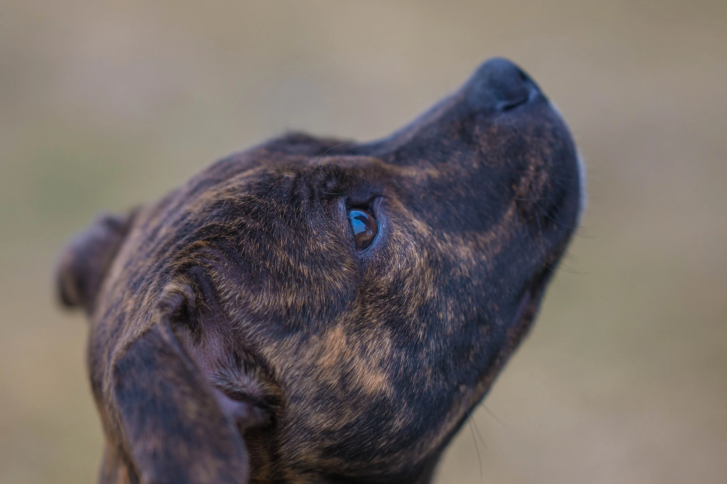 Close-up of a brindle-colored dog's face looking upwards with focus on its eye and snout.