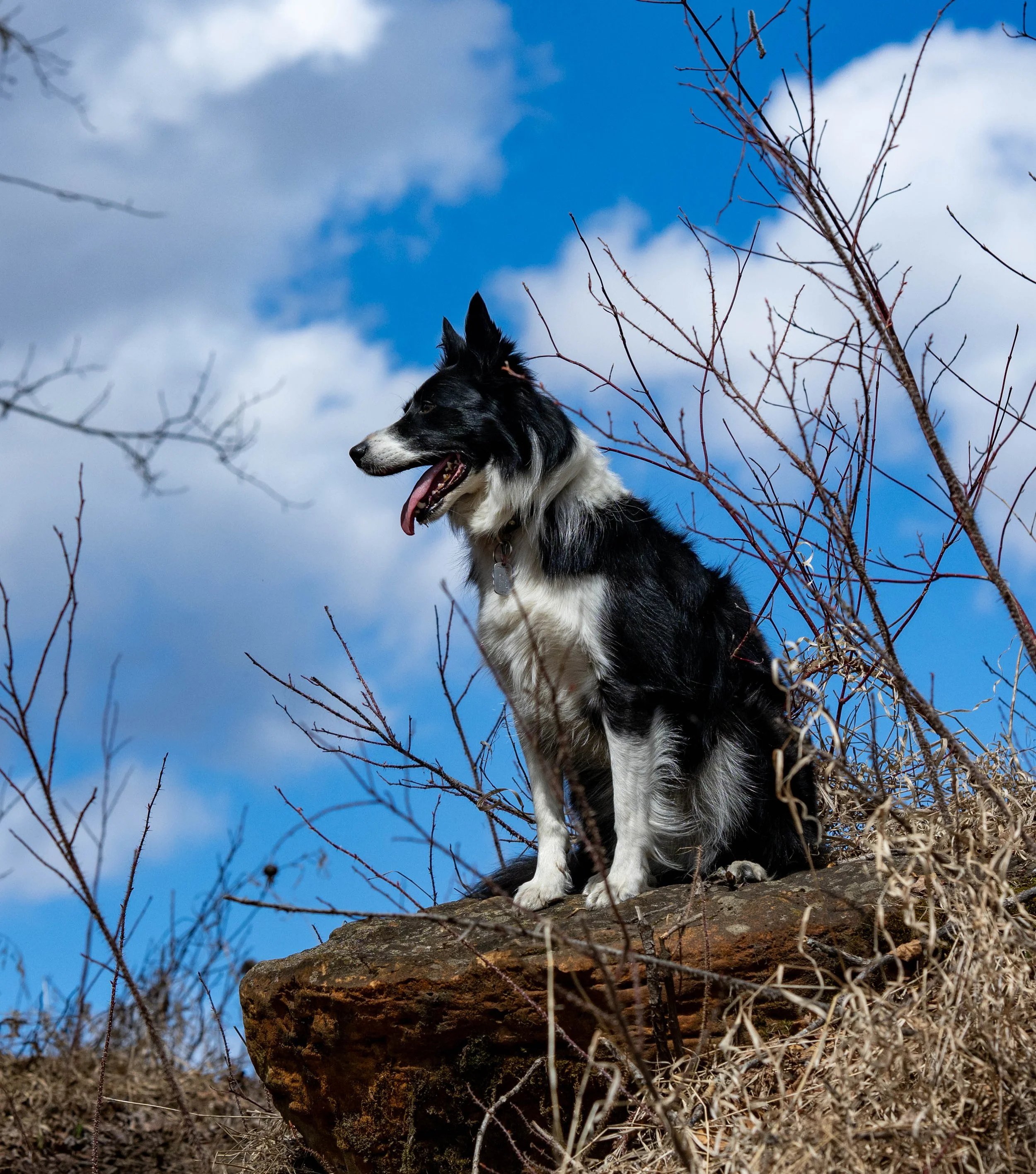 A black and white dog sitting on a rock surrounded by dry grass, with a blue sky and clouds in the background.