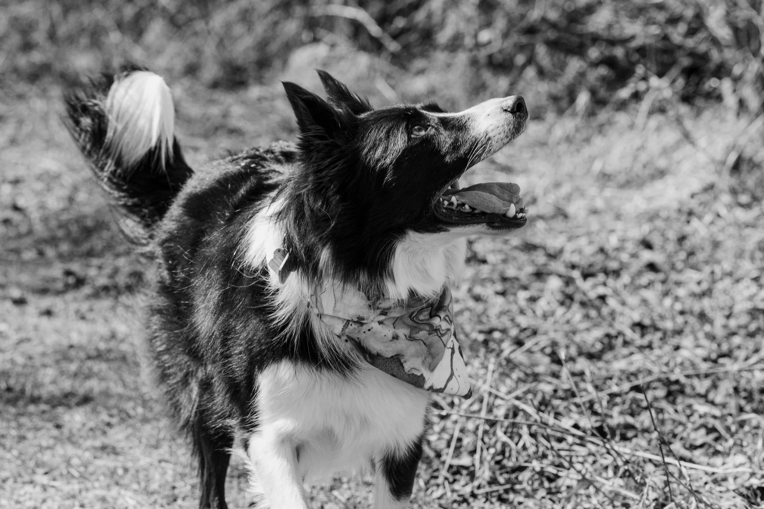 Black and white Border Collie with a bandana looking up outdoors.