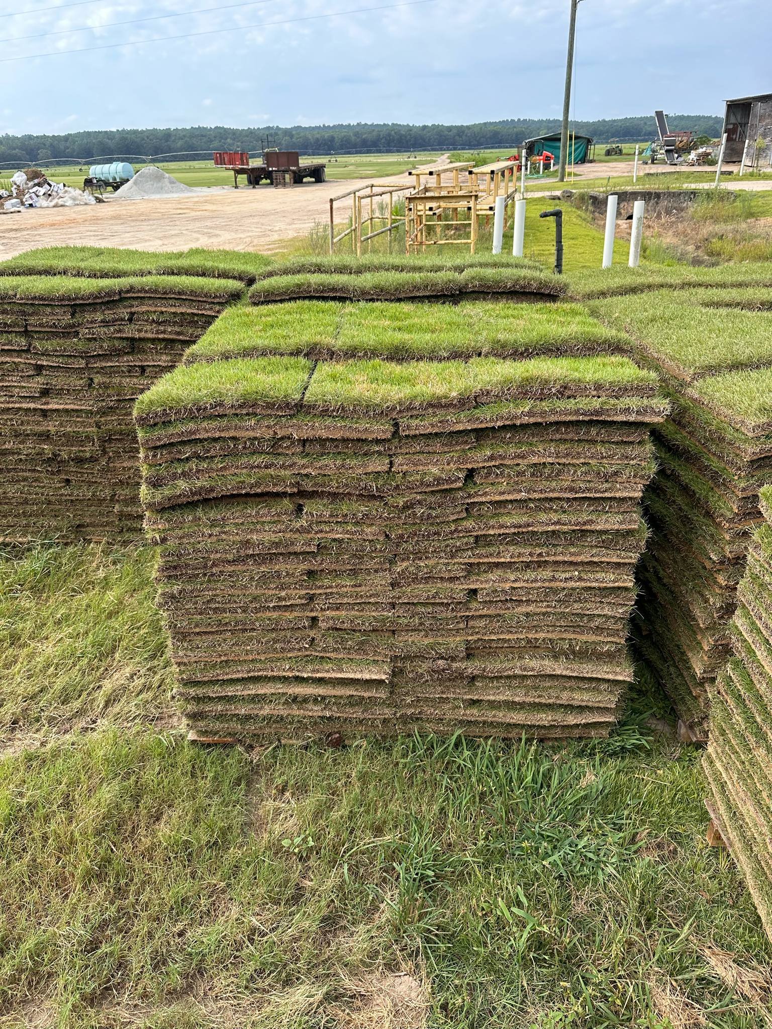 ZOYSIA TRANSPORT ONLY