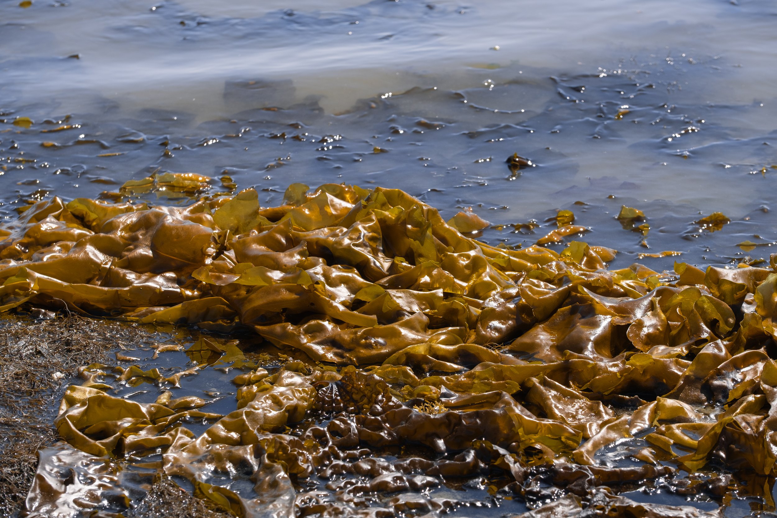 The Story of Seaweed Stories