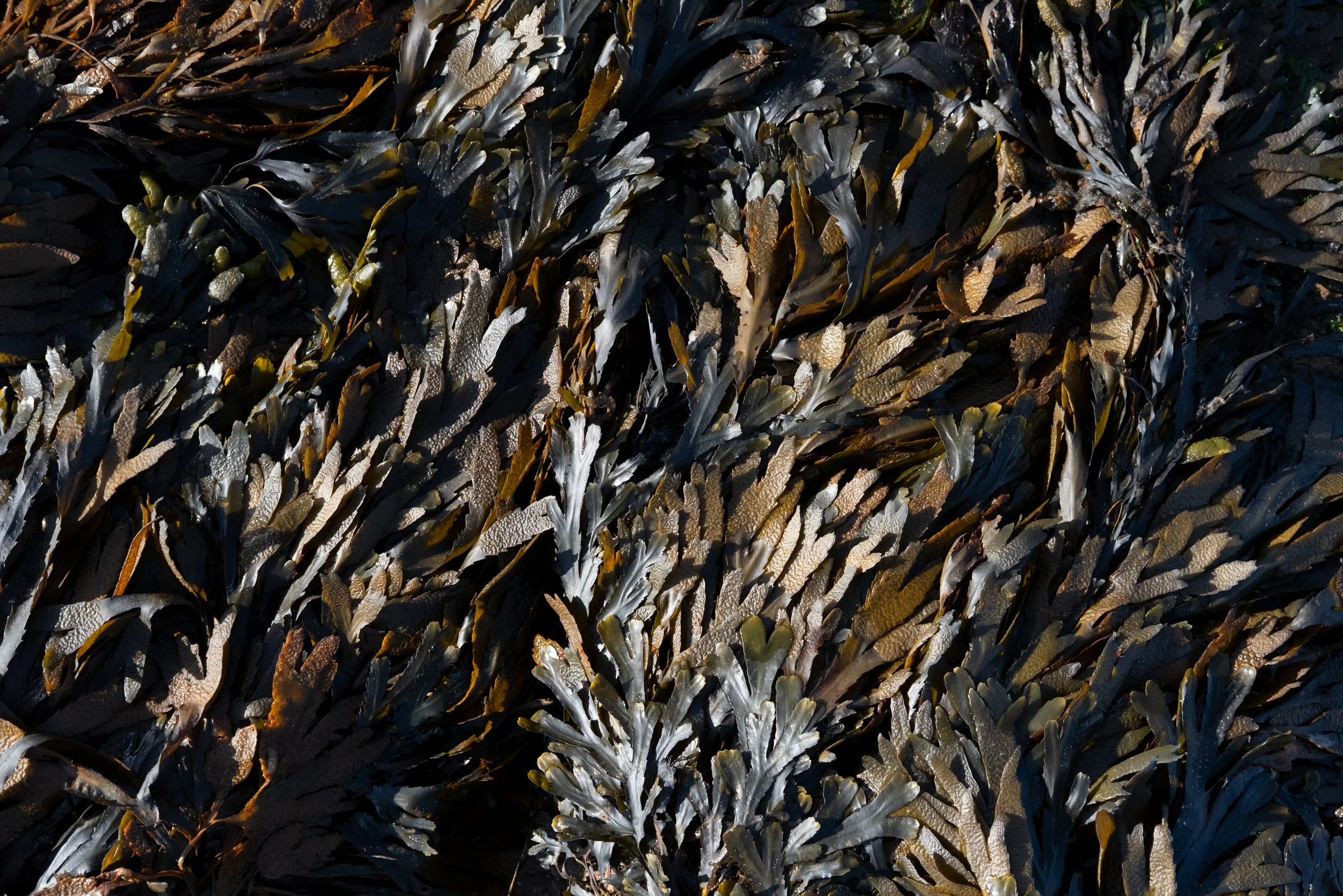 SEAWEED 1.jpg