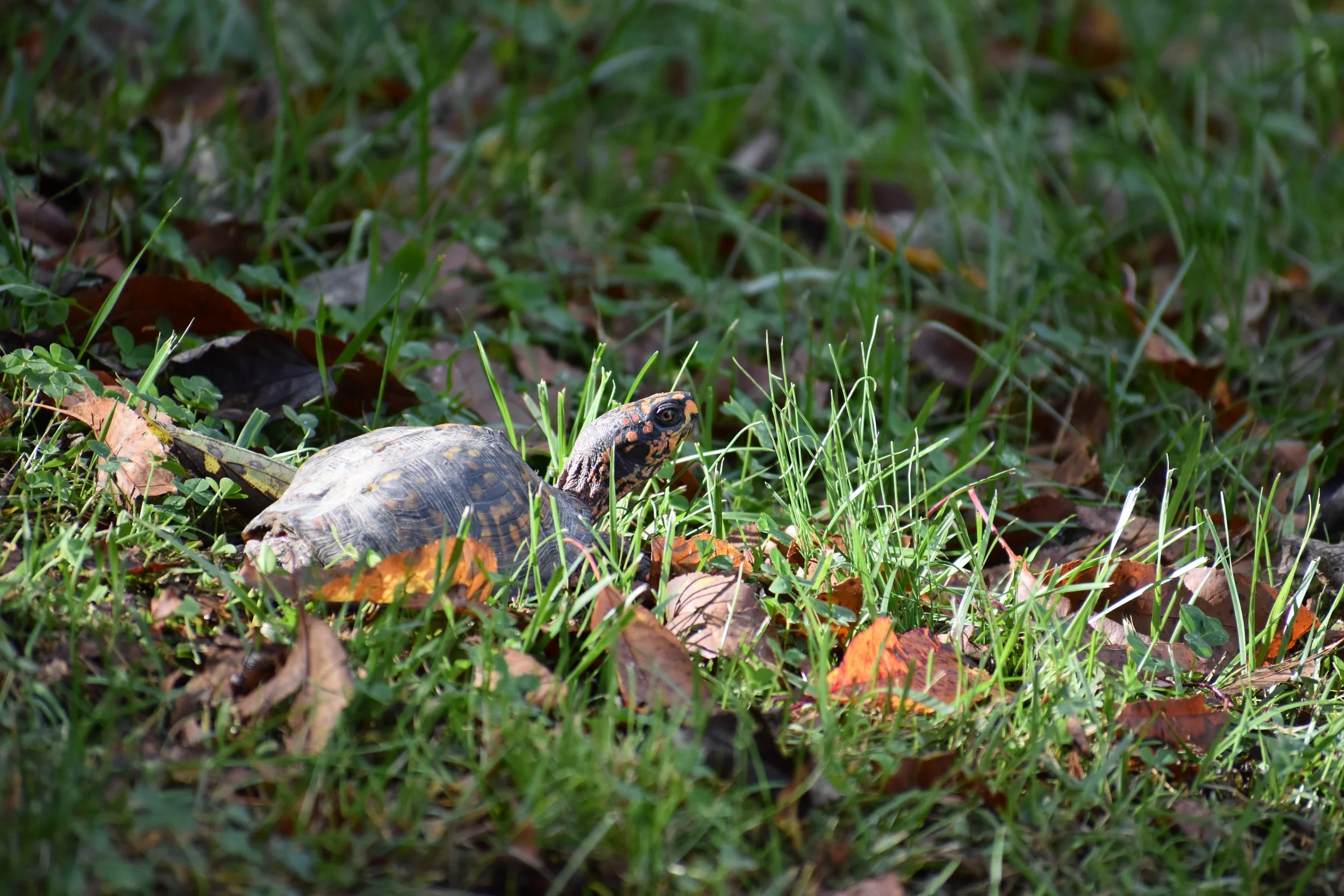 DSC_1113.JPG