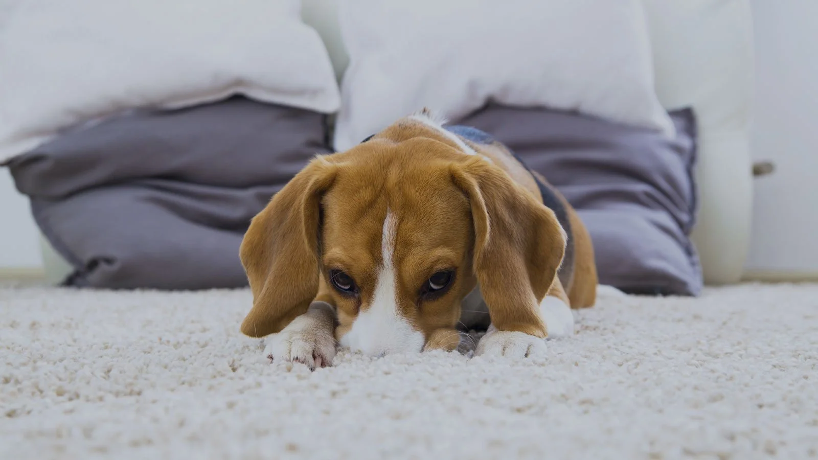 The Carpet Guy Charlotte NC Schedule Your Cleaning The Carpet Guy Charlotte NC Schedule Your Cleaning