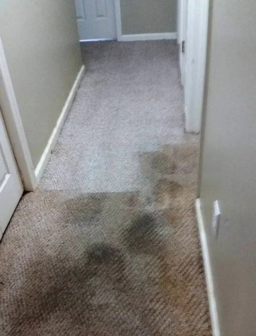 Carpeted hallway with visible stains and varying shades of color, surrounded by beige walls and white trim.