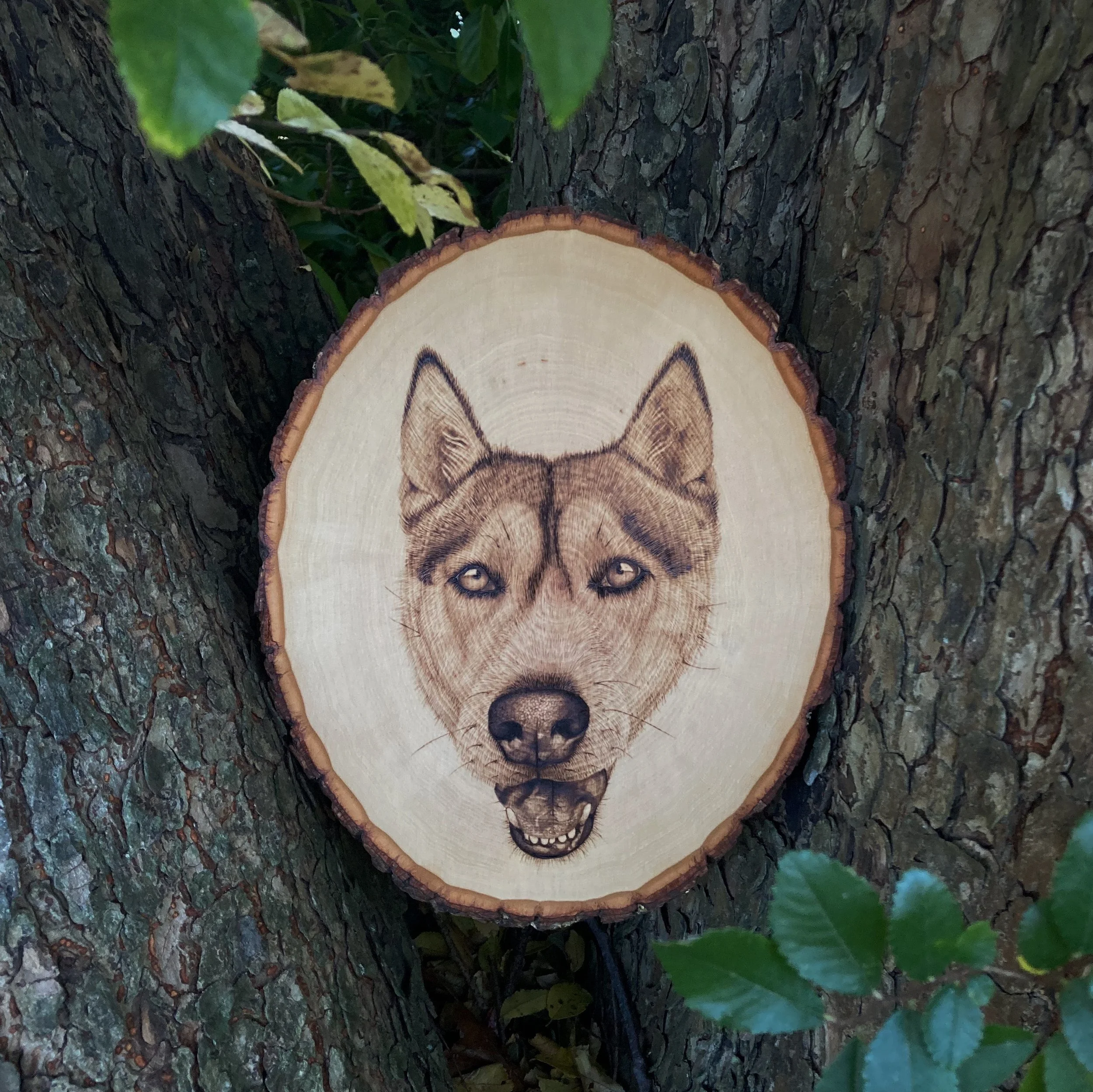 Pyrography - Husky.jpeg