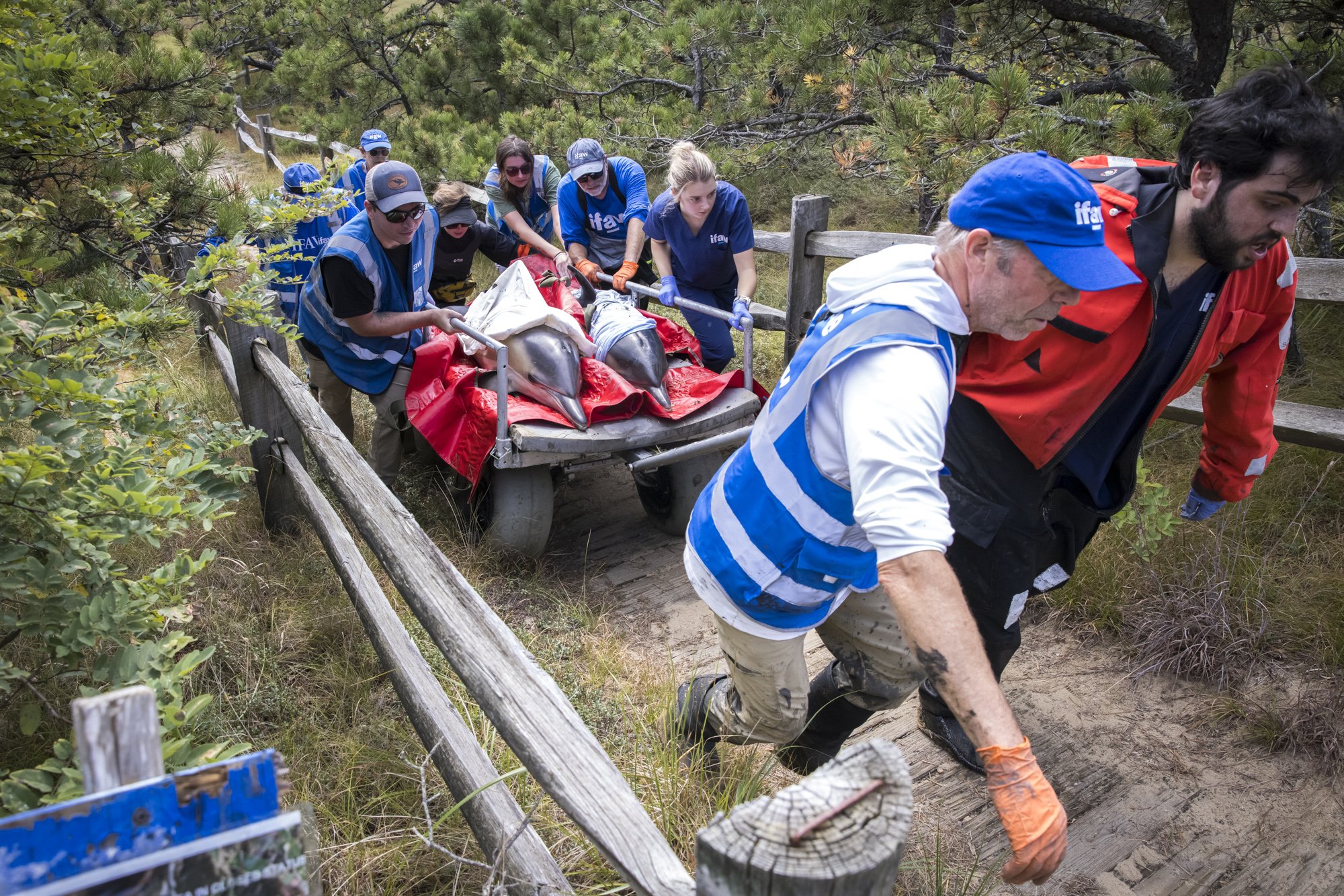 The team carries a stranded dolphin up a steep incline to a waiting vehicle using a specially designed transport cart and support system. IFAW’s field-rescue operation uses custom-built equipment—including stretchers and wheeled carts adapted for mar