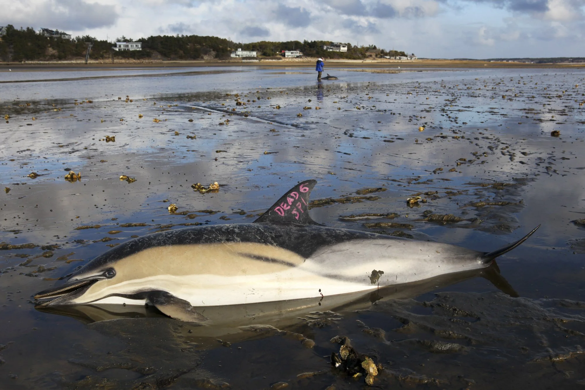 A deceased common dolphin is marked as such at Herring River in Wellfleet. When dolphins strand, they often succumb not to external injuries but to the intense physiological stress of being out of the water. Their own body weight presses on their org