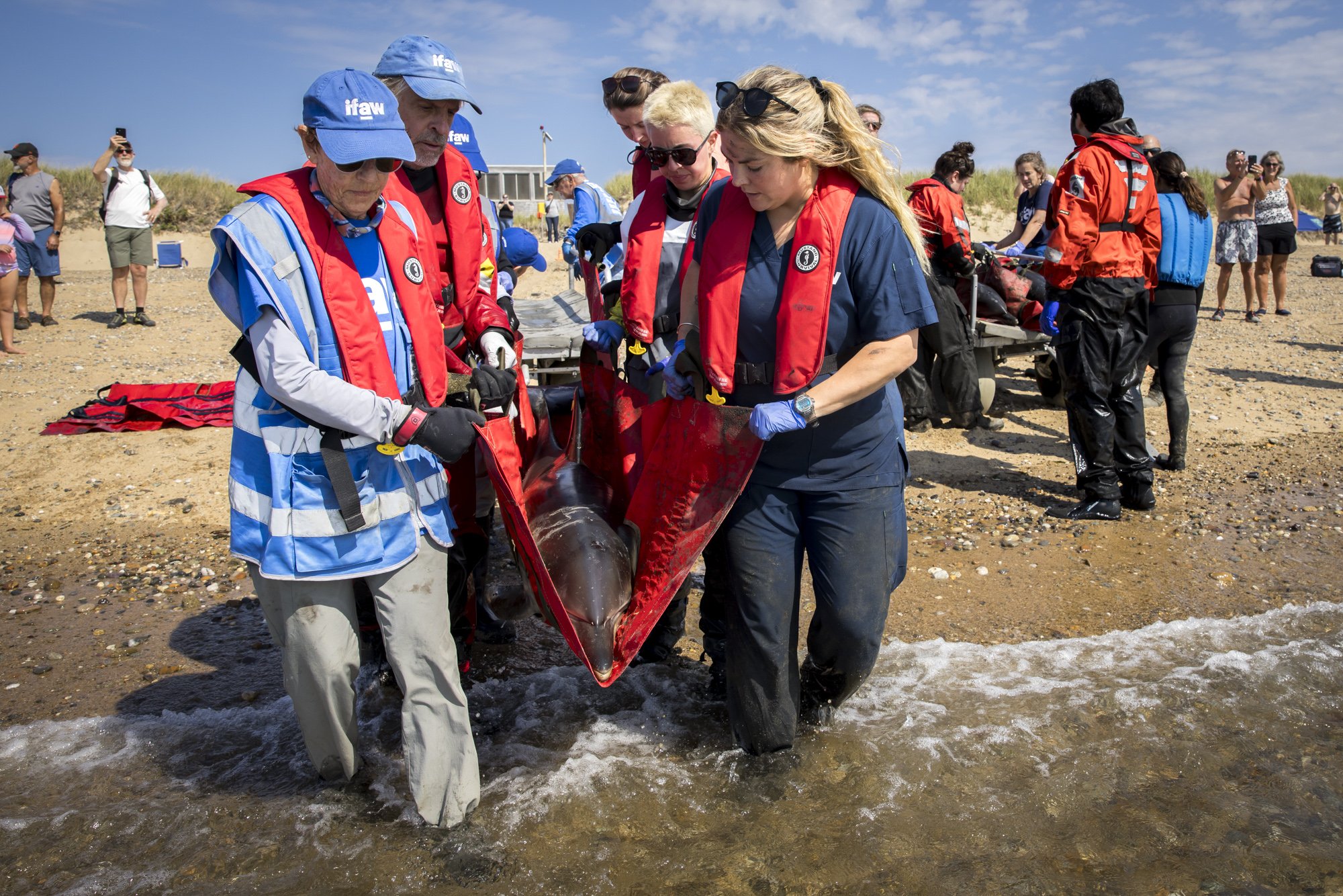 With the crowd watching from a distance, IFAW responders carry a common dolphin into the shallows at Herring Cove Beach. The release is brief but carefully choreographed: the dolphin is held steady until it catches its bearings, then gently released 