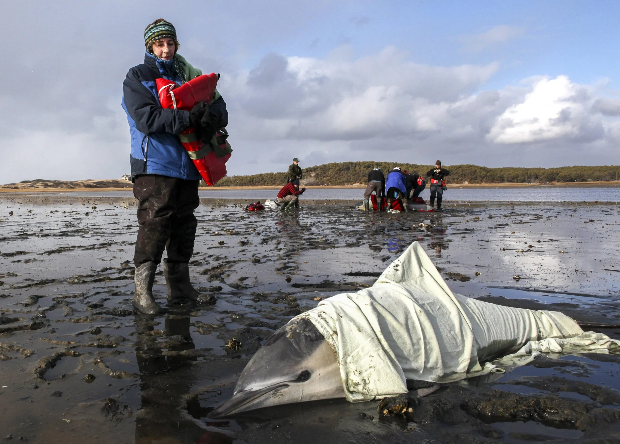 Dolphin Rescue on Cape Cod