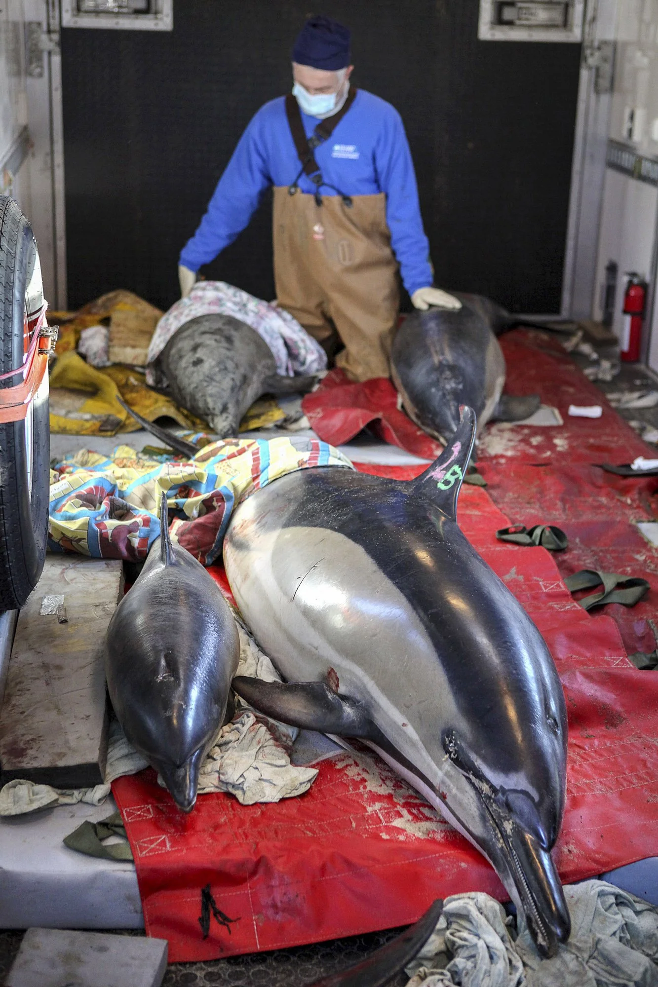 Inside the mobile rescue unit, an IFAW responder stands over a stranded common dolphin while a mother and her calf lie side-by-side in the foreground. He wears a protective mask—not for his own safety, but to prevent transmitting any human-borne illn