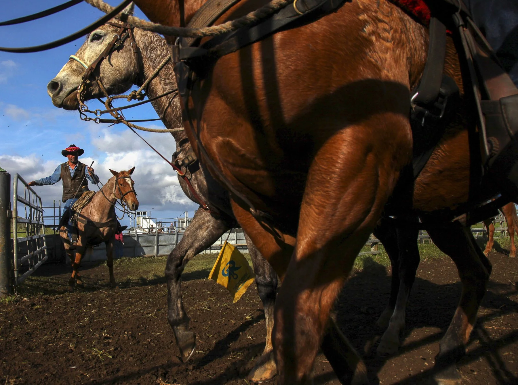 The Last of the Hawaiian Cowboys