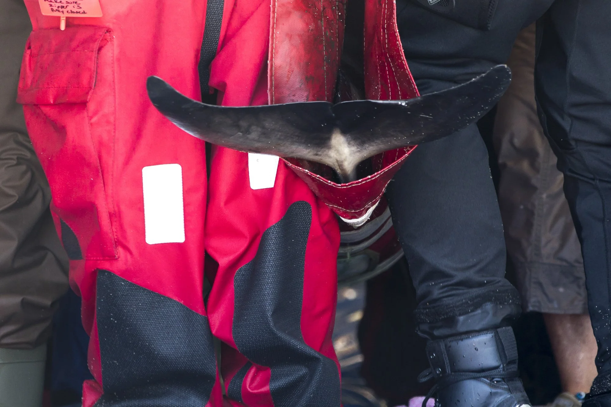 The powerful sweep of a dolphin’s tail peeks out from the rescue sling as volunteers crowd close, ready for the final carry to the water. It’s a fleeting, intimate moment—just the curve of a fluke against a field of red drysuits—yet it holds all the 