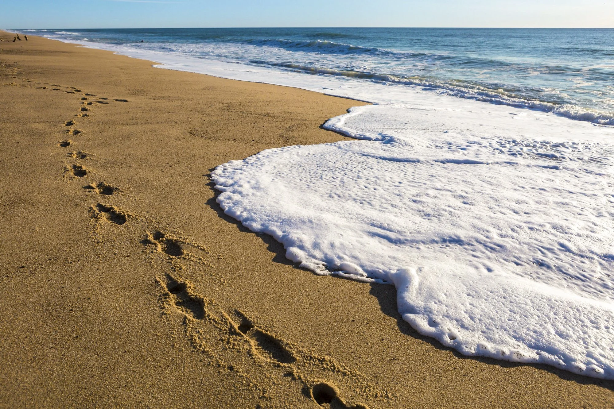 Tracks, White Crest Beach, Wellfleet