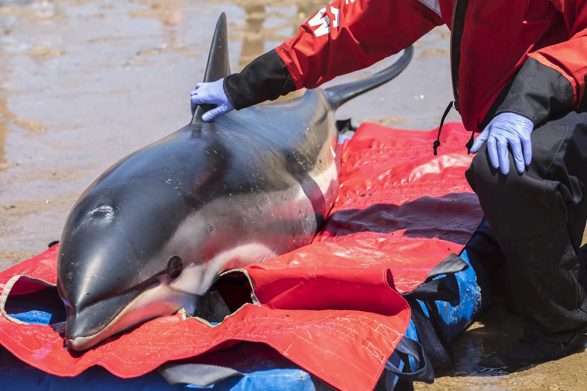 A common dolphin lies on a rescue mat at Provincetown’s Herring Cove Beach just moments before release as an IFAW responder steadies its dorsal fin. After responders confirmed its breathing, hydration, and overall condition were strong enough for ret