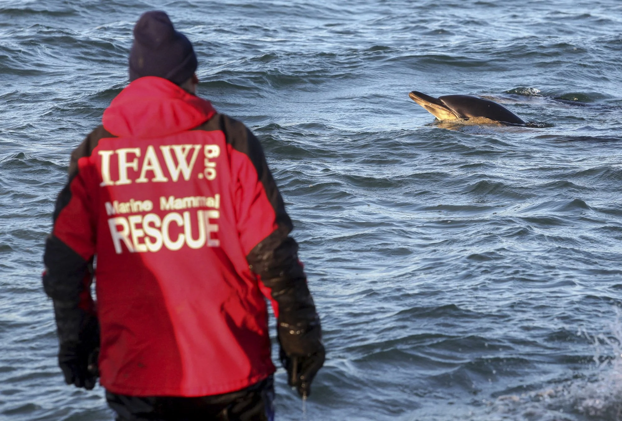 An IFAW marine mammal responder watches with relief as a successfully released common dolphin heads back into deeper water—a hopeful end to a long, exhausting rescue. Moments like this are the triumph everyone works for.