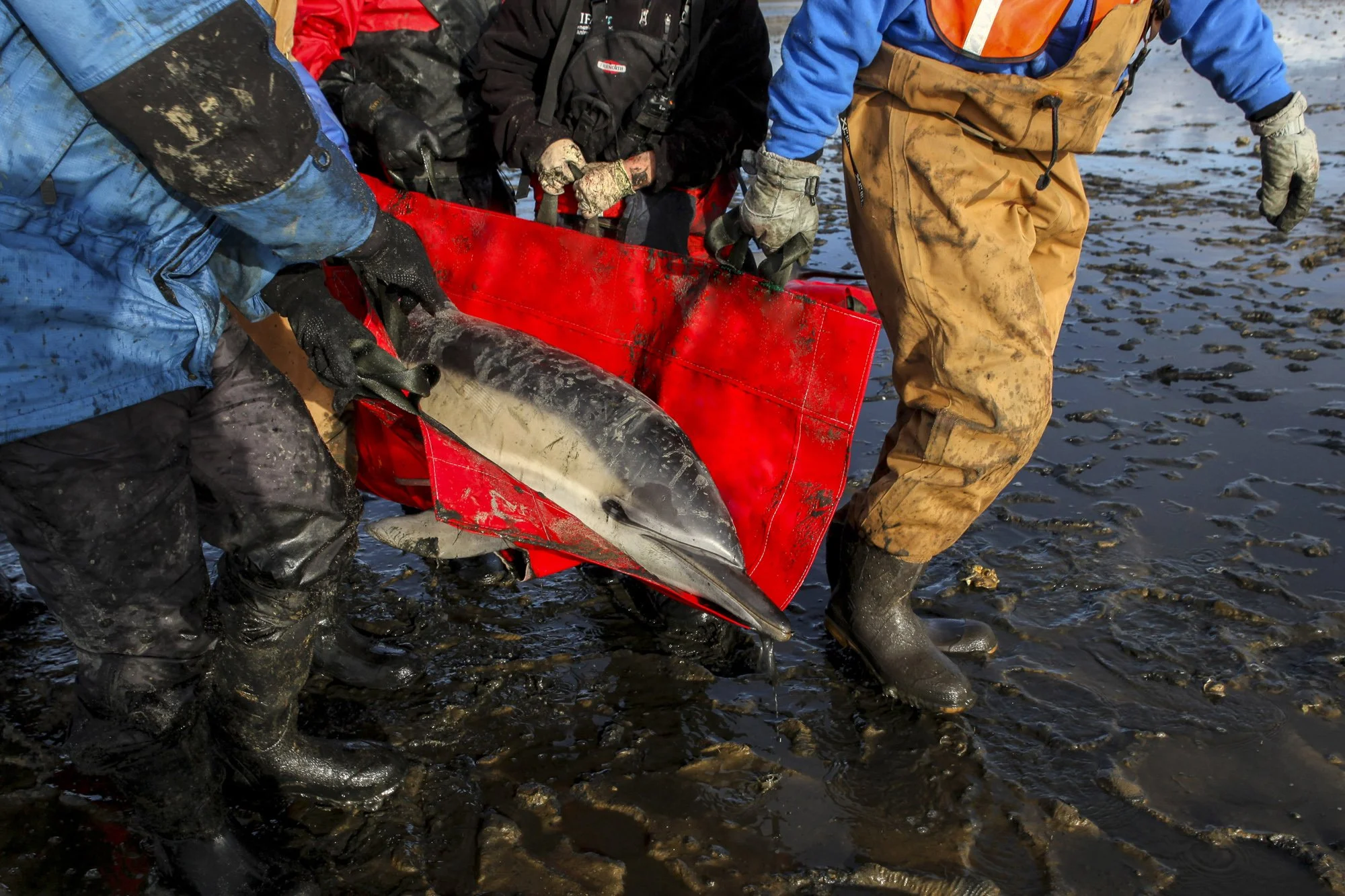 Responders carry a stranded common dolphin across deep, boot-sucking mud on a heavy-duty stretcher after determining that the rescue cart would sink in the terrain. In many parts of Cape Cod’s tidal flats, mud can be knee-deep and unstable, forcing t