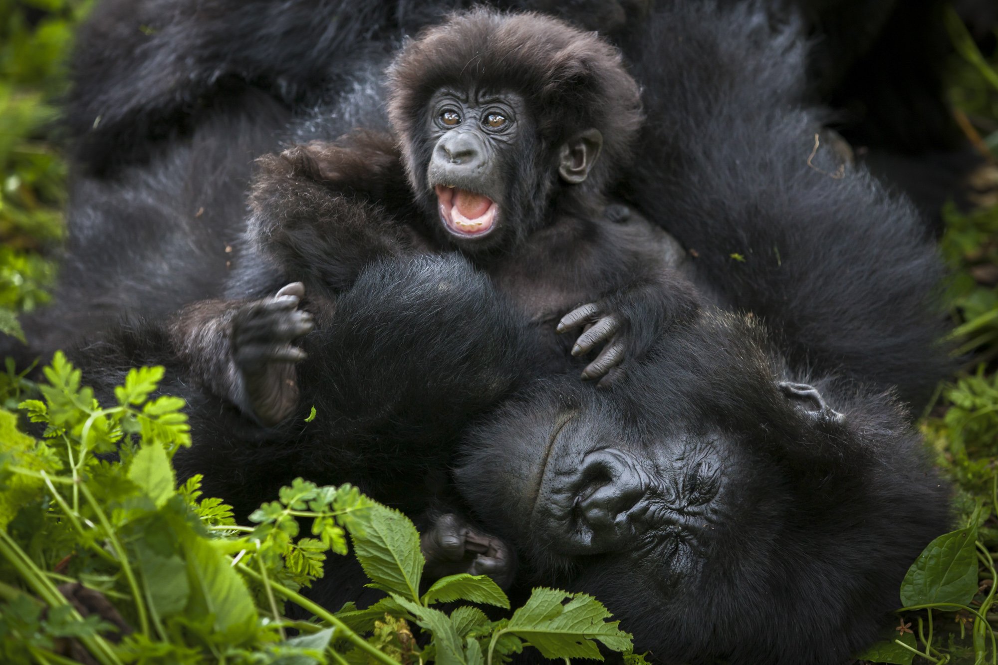 Virunga Mountains, Rwanda