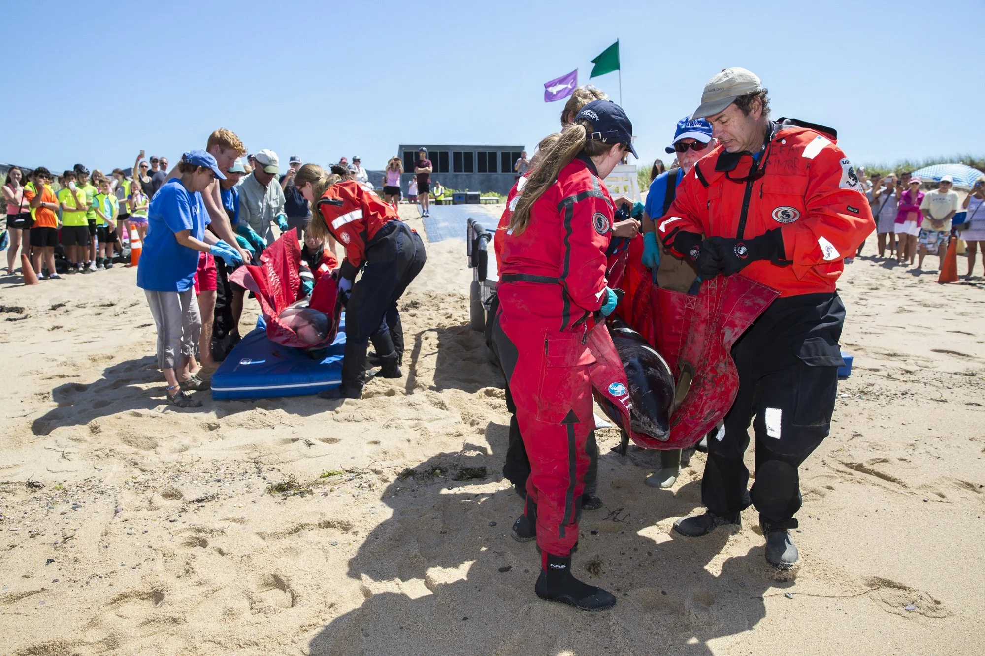 At Herring Cove Beach in Provincetown, IFAW responders place the first dolphins onto the sand, drawing the attention of beachgoers as they wait for the remaining animals to be carried over. Whenever possible, dolphins are released together to reduce 
