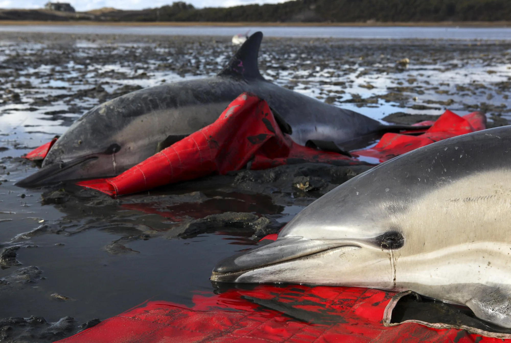 Two stranded common dolphins lie on rescue mats as responders work nearby on the tidal flats of Wellfleet. The tear-like streak beneath their eye resemble tears, but dolphins don’t cry like humans; this fluid is mucus from the eye’s protective gland,
