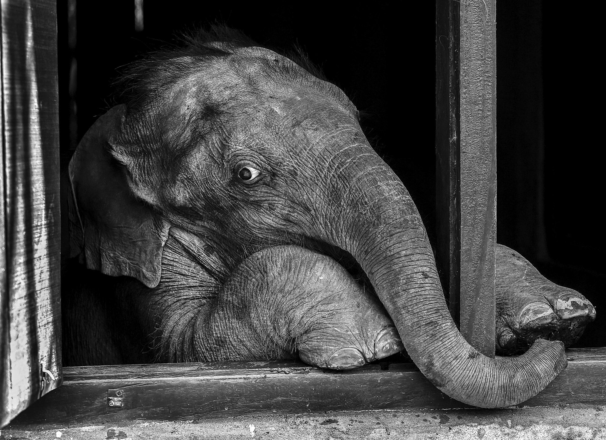 I met this baby elephant while documenting a rehabilitation and release program for orphaned calves in Assam, India. He had lost his mother in a flood, and over the days I spent with him, I grew surprisingly attached. When it was finally time for me 