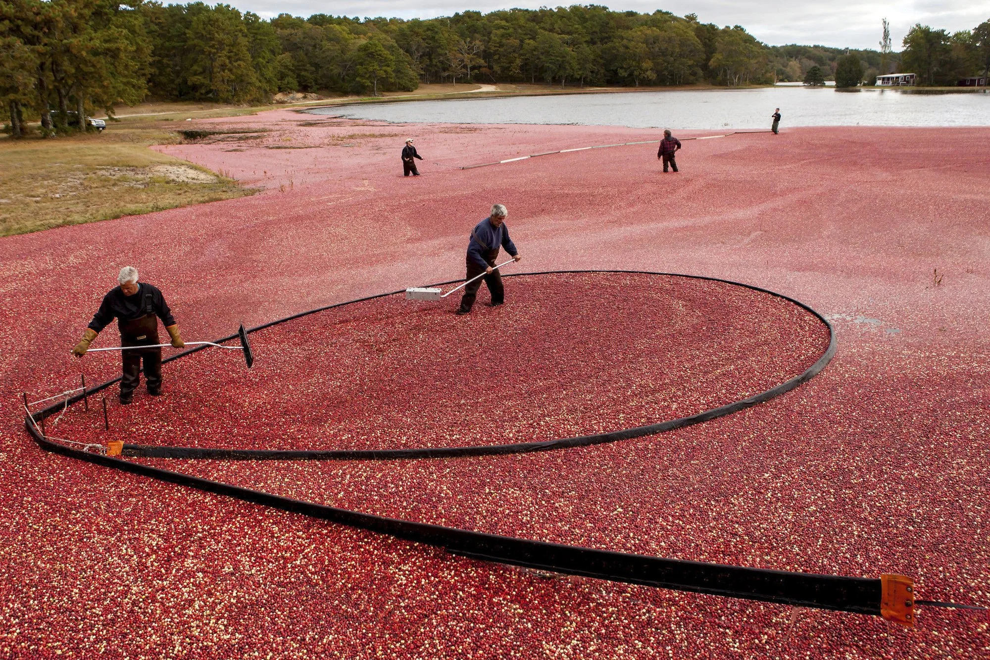 Bog and Berries, Brewster