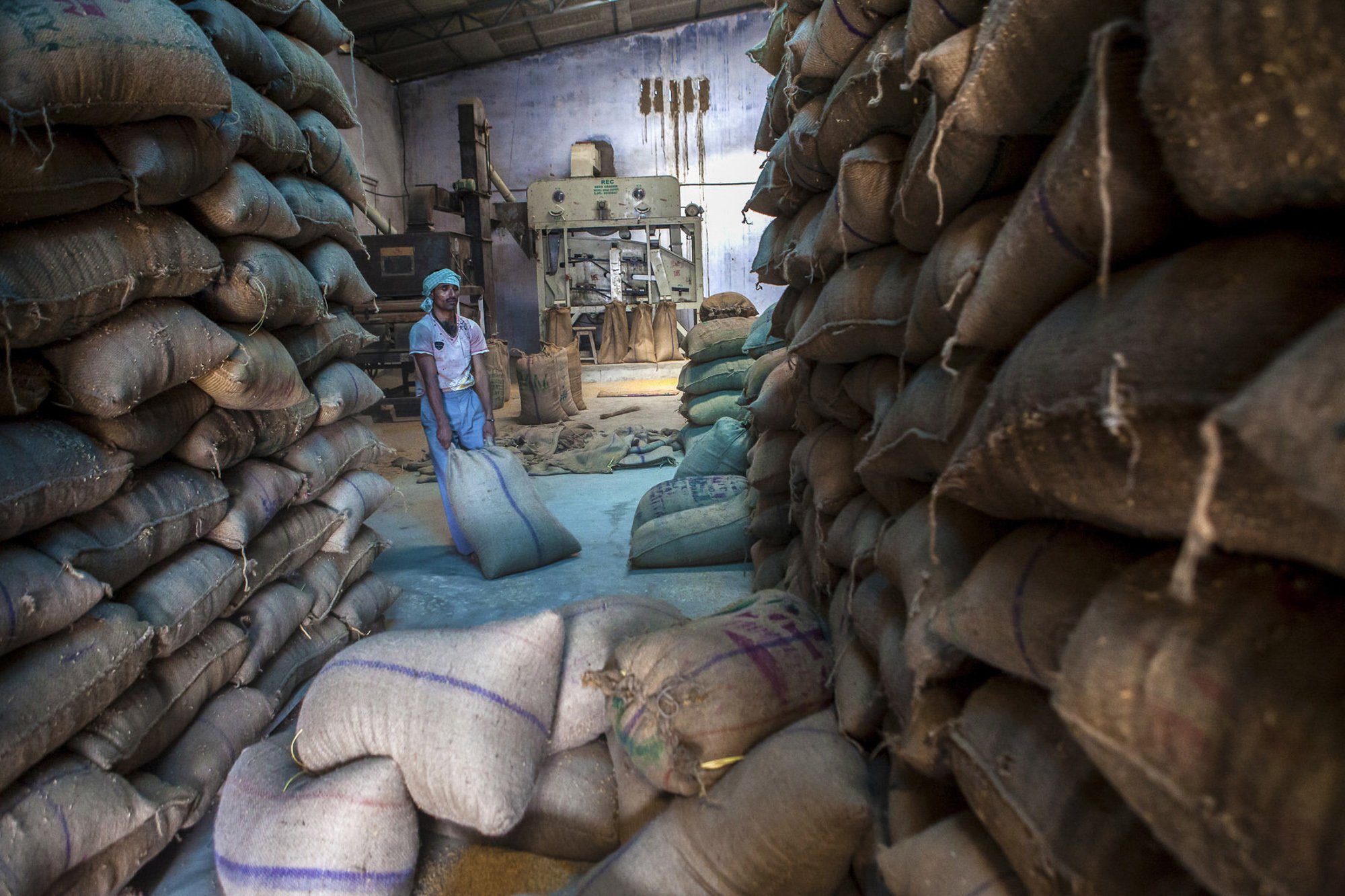Wheat Harvest, India