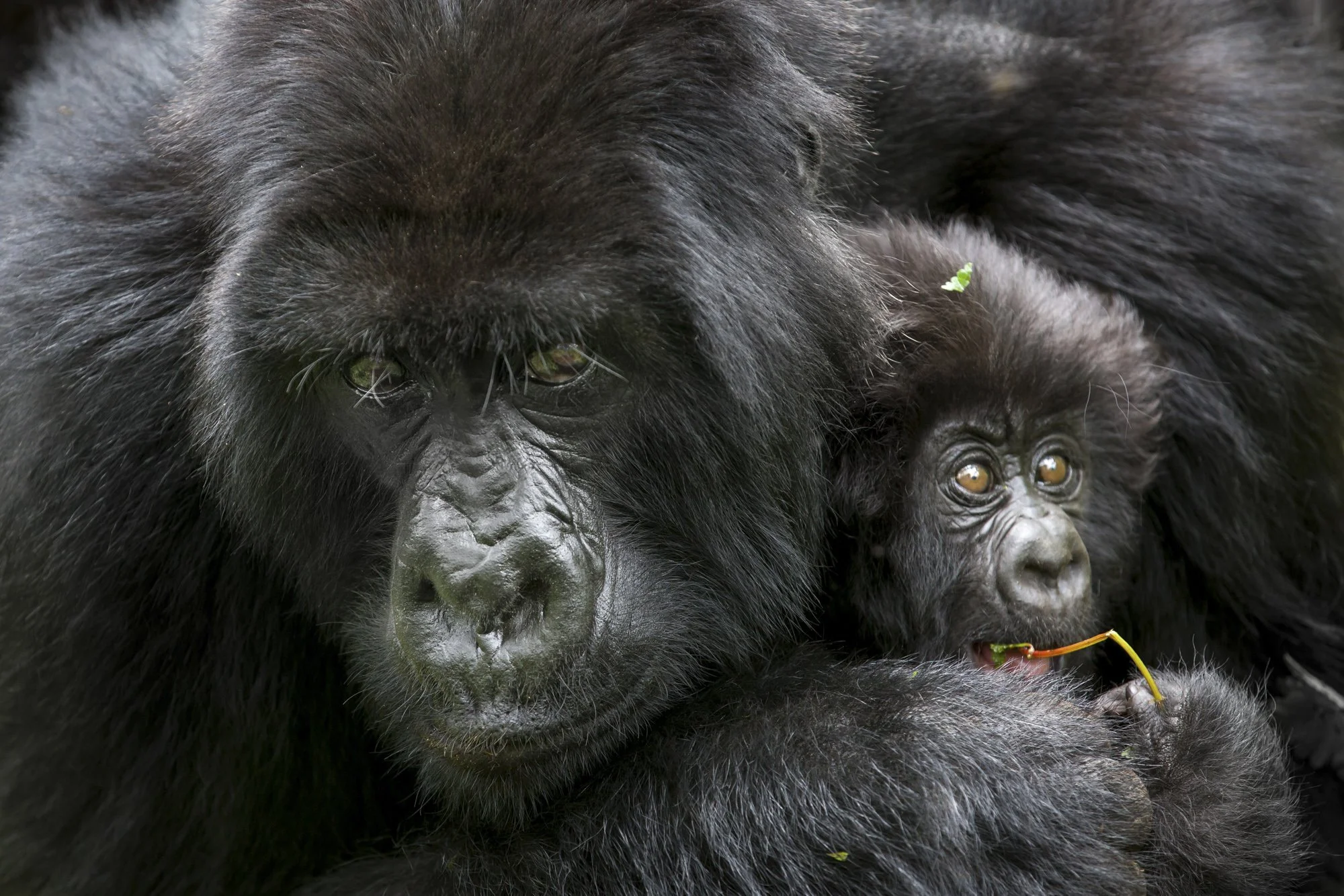 The Virunga Mountains, Rwanda