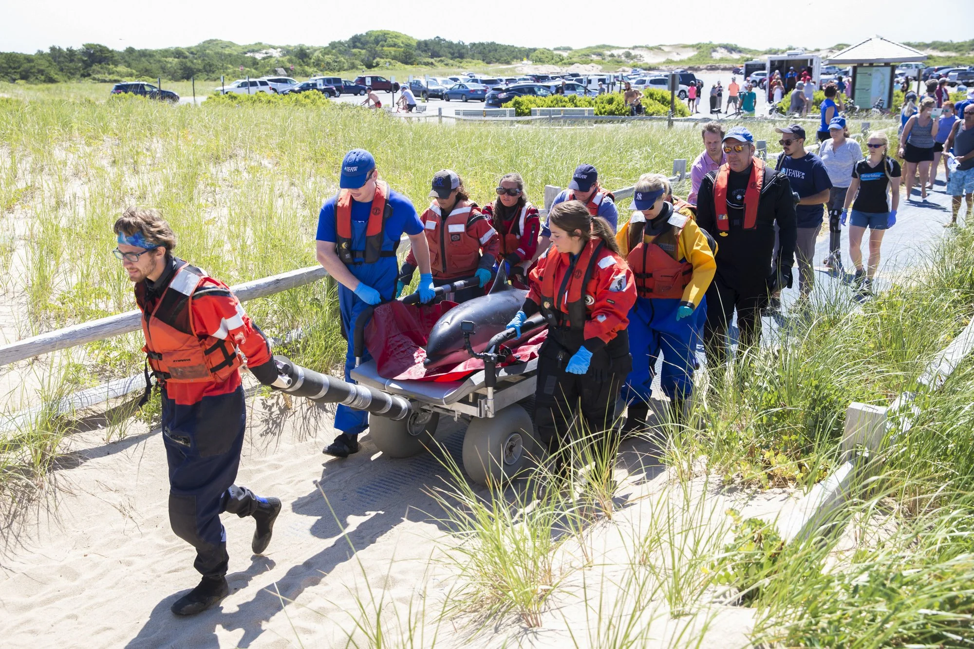 IFAW responders transport a dolphin across the sandy path at Provincetown’s Herring Cove Beach, where deeper offshore waters reduce the risk of re-stranding. Dolphins are only moved for release when they’re in strong enough condition to survive; anim