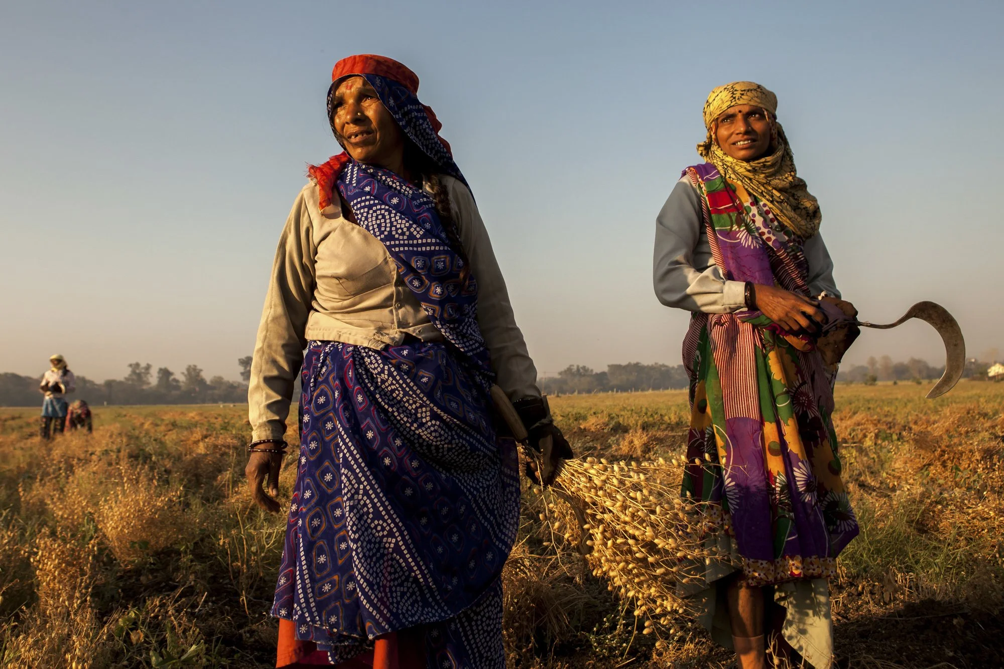 Agricultural workers harvest gram (chickpeas) in the fields outside Indore, India. Women form the backbone of the rural economy in much of the developing world, yet they typically receive only a fraction of the land, credit, agricultural training, an