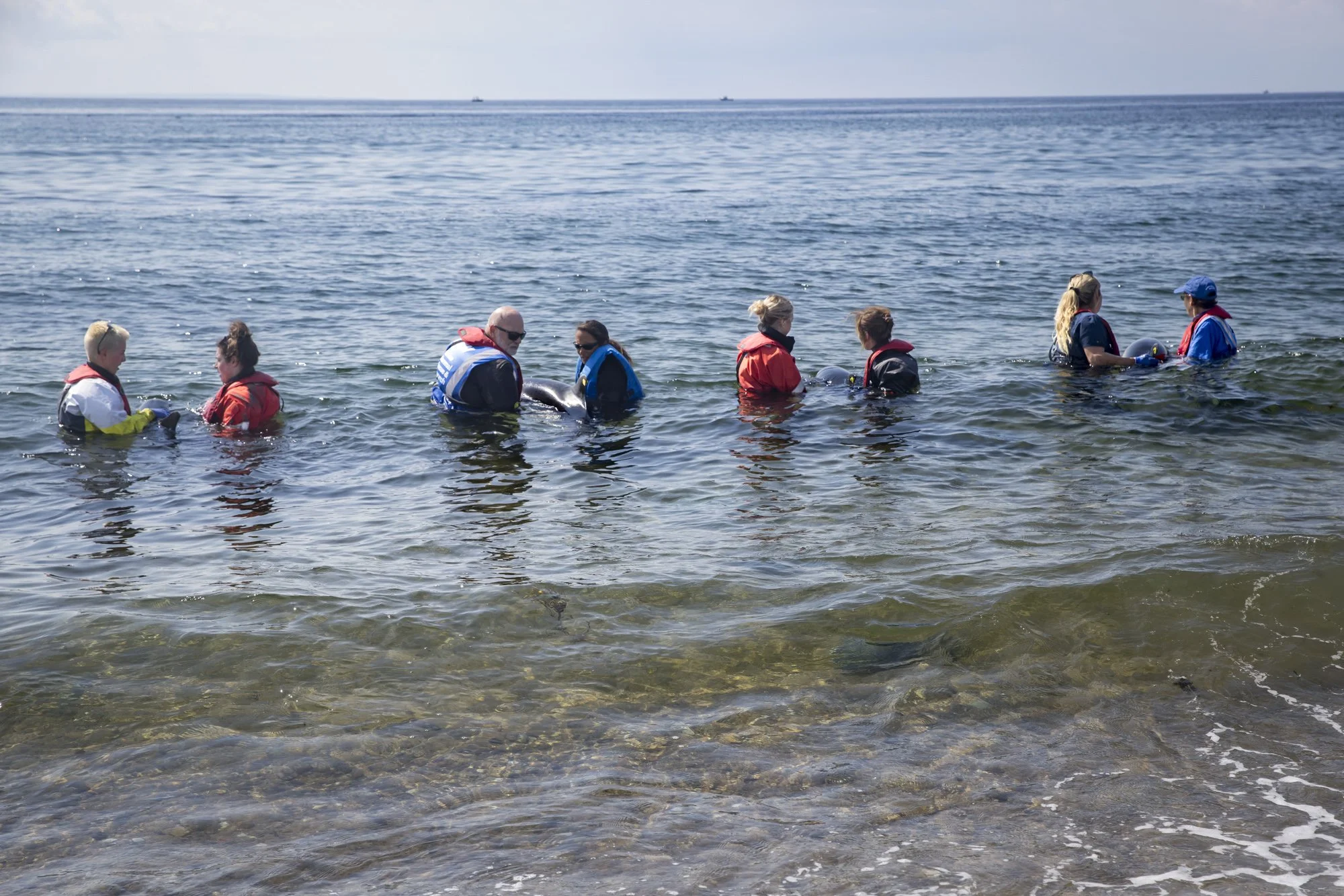 IFAW responders stand in a loose line at Herring Cove Beach in Provincetown, holding and steadying the dolphins in deeper water so the animals can reorient themselves before release. This quiet pause allows rescuers to watch for strong breathing, coo