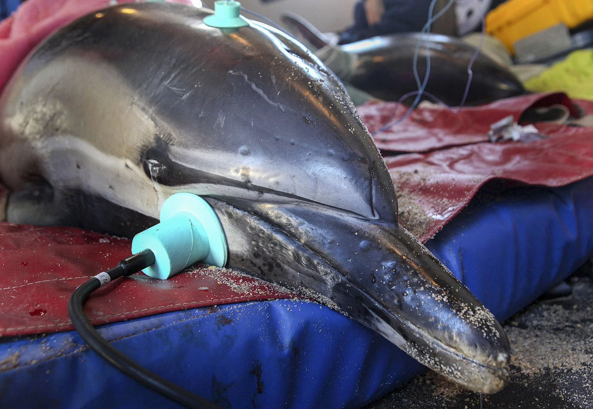 Inside IFAW’s mobile dolphin rescue unit, a stranded common dolphin is monitored using suction-cup sensors that track heart rate and respiration while responders stabilize the animal. The padded floor of the truck and the dolphin’s careful positionin